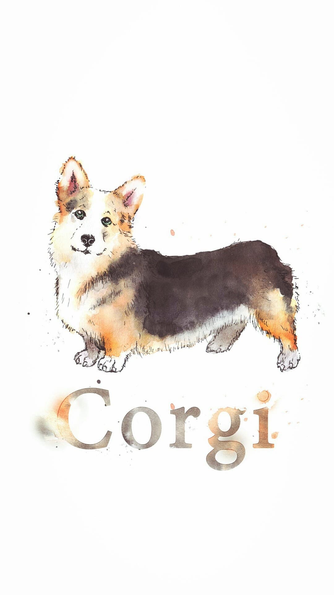 corgi