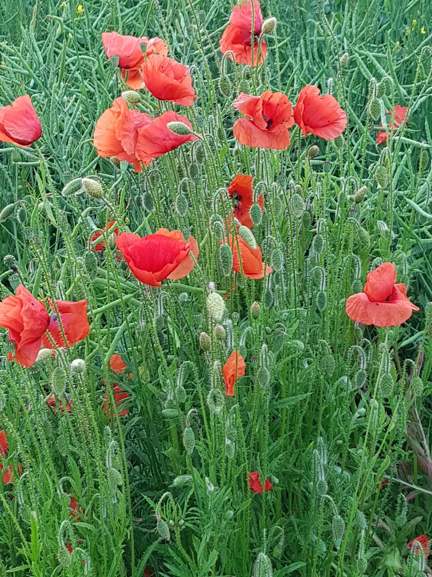 jolis coquelicots