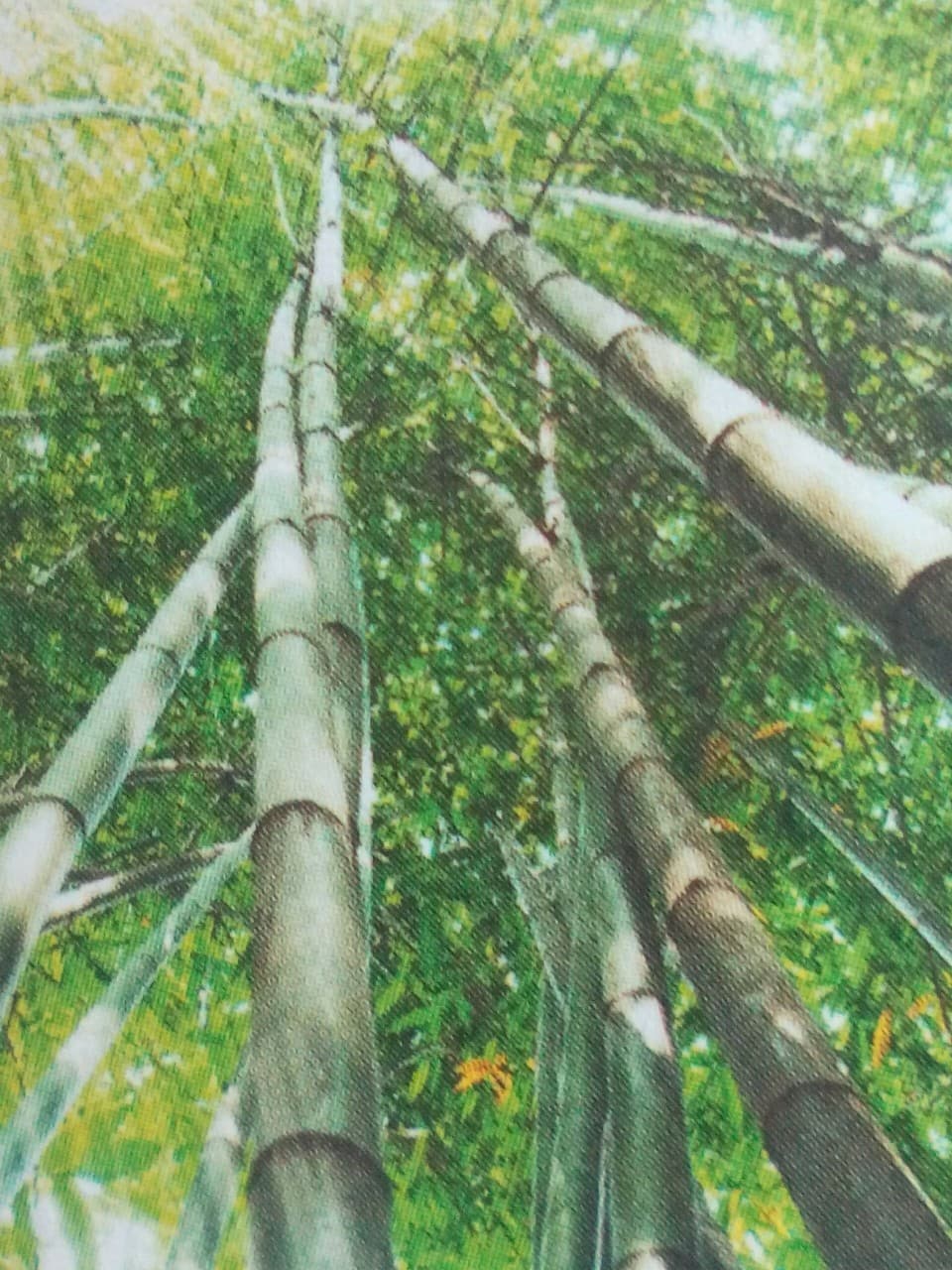 floresta