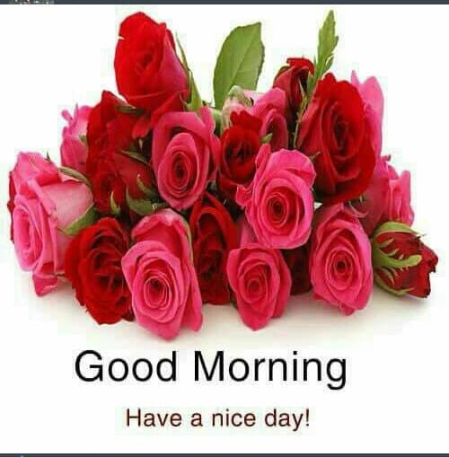 rose morning