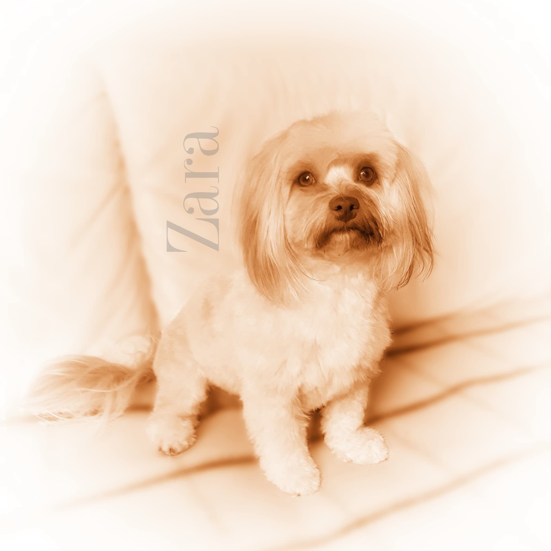 #bichonhavanese #dog #zara