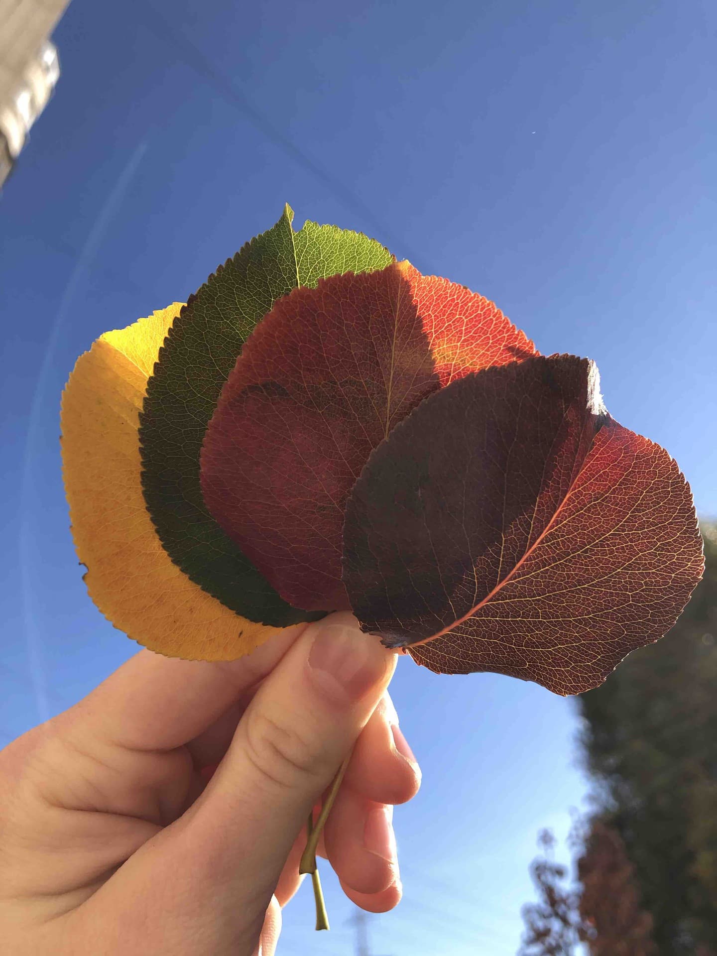 The colors of autumn