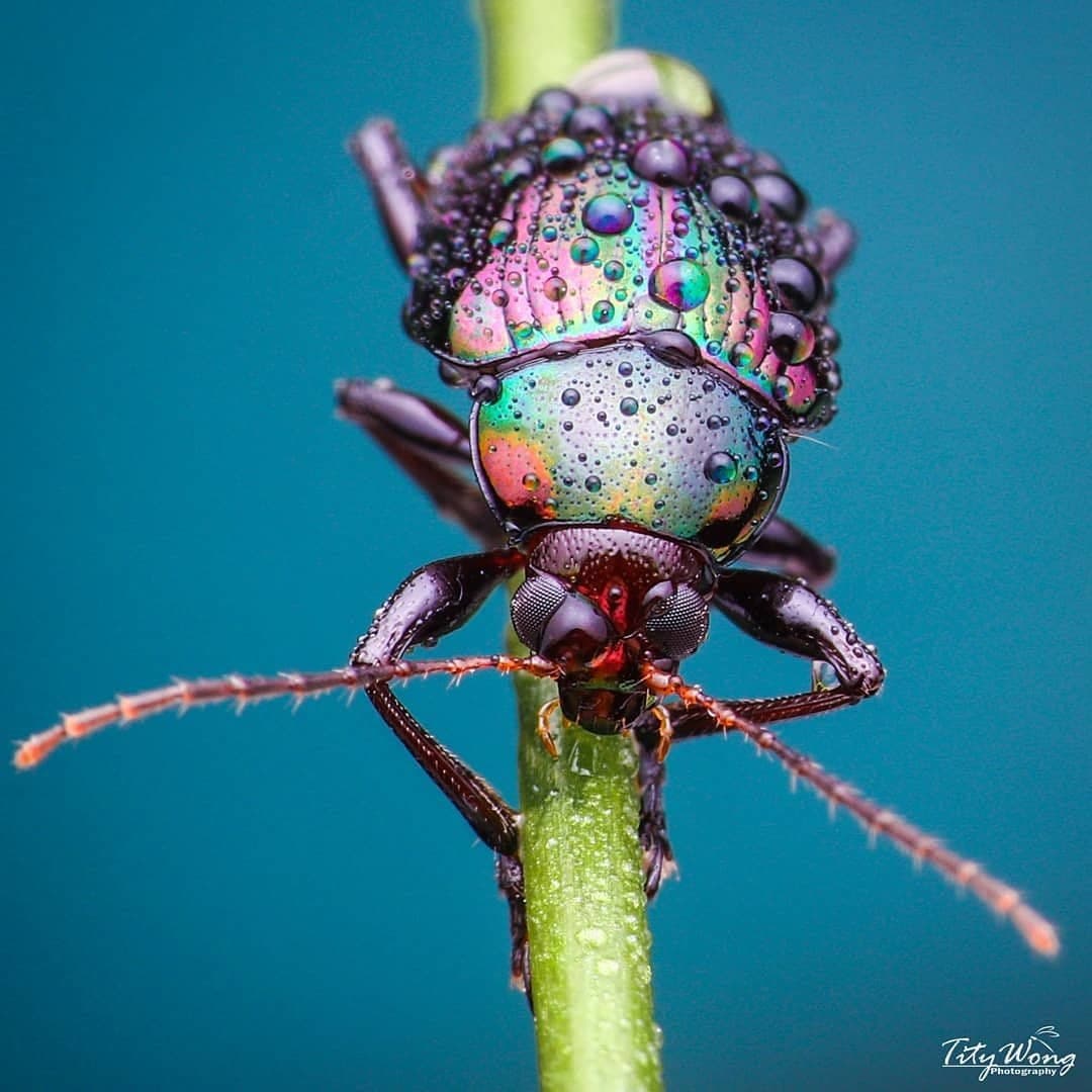 beautiful or disgusting??????
