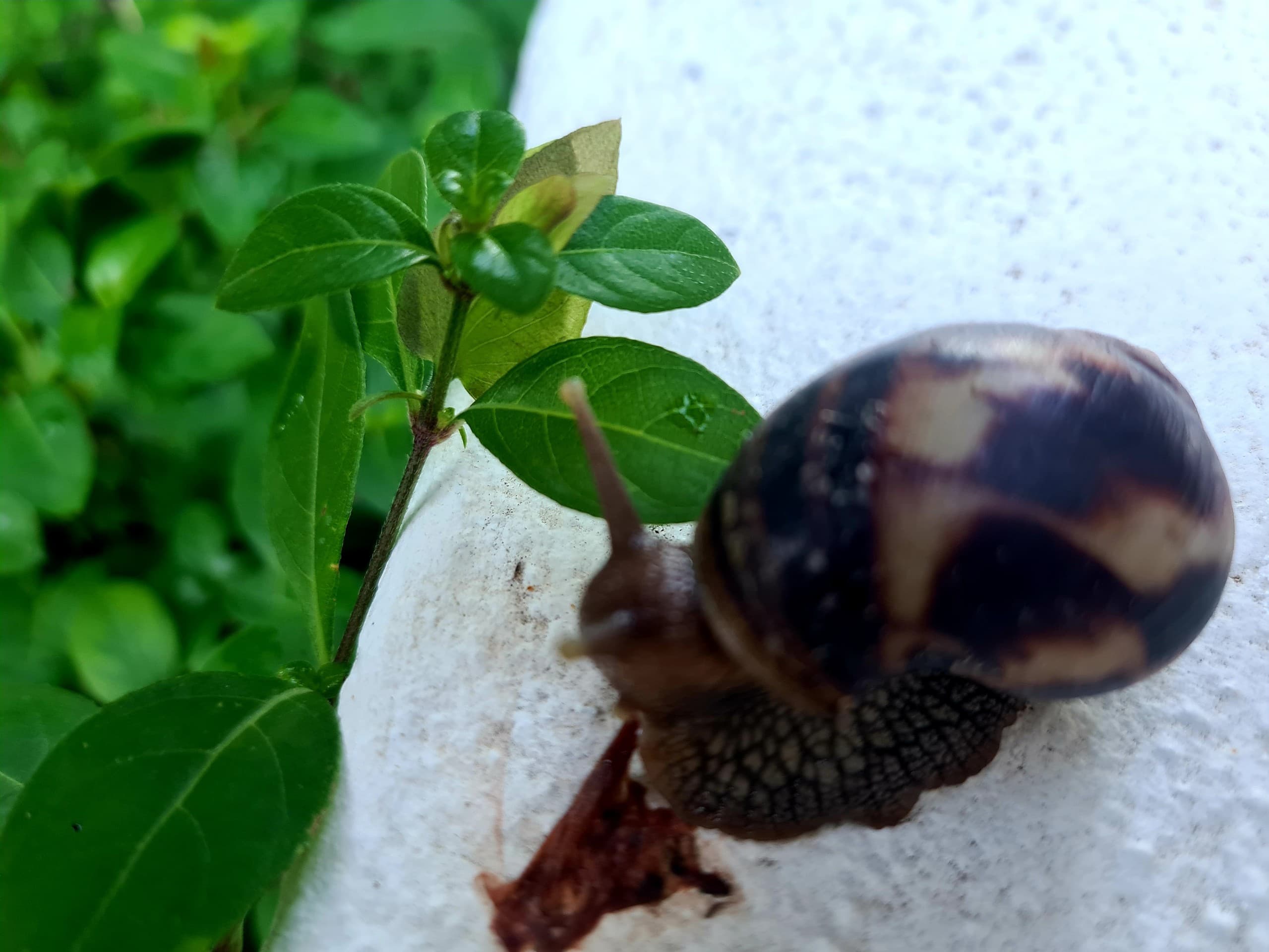 caracol