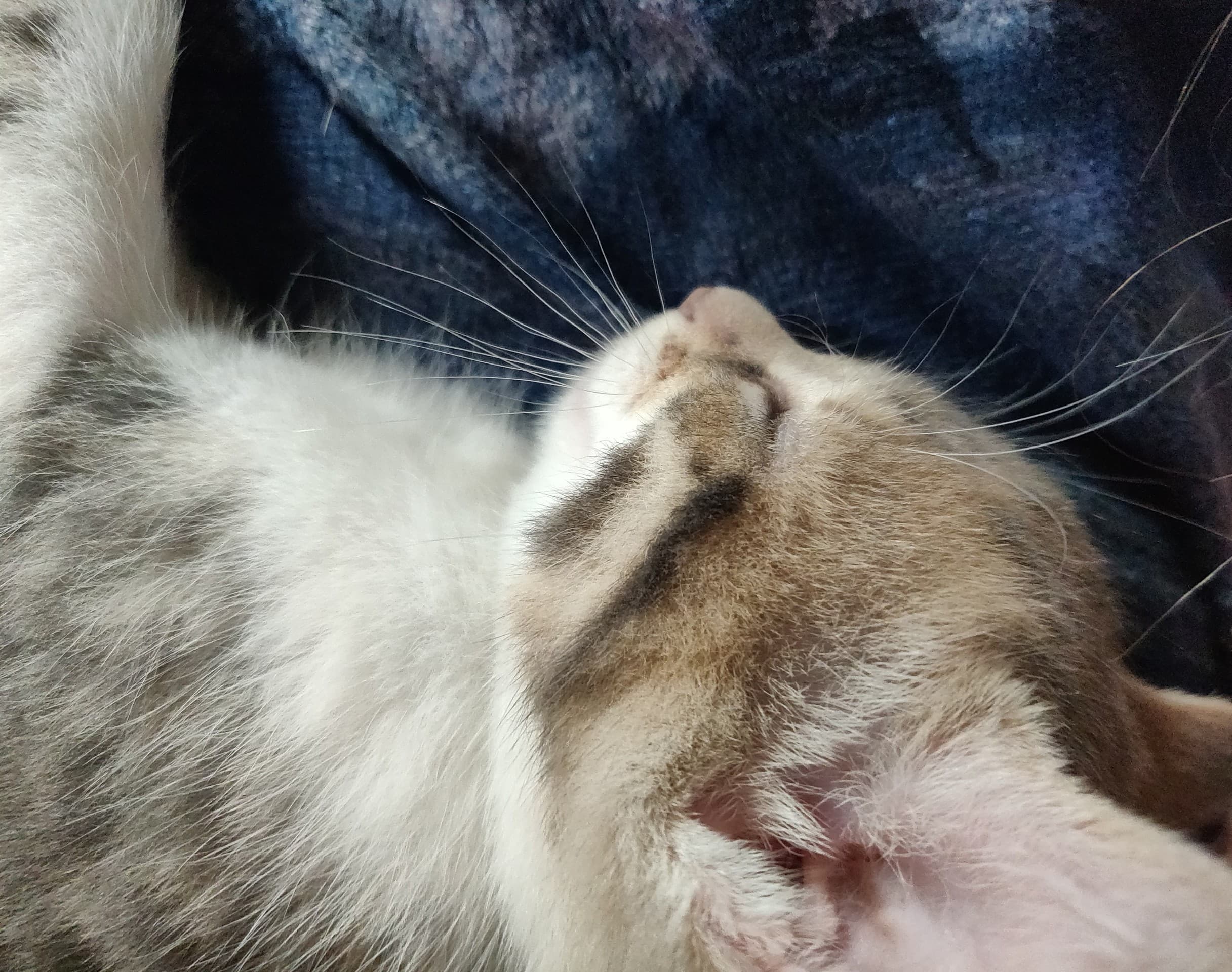 Sleeping kitten