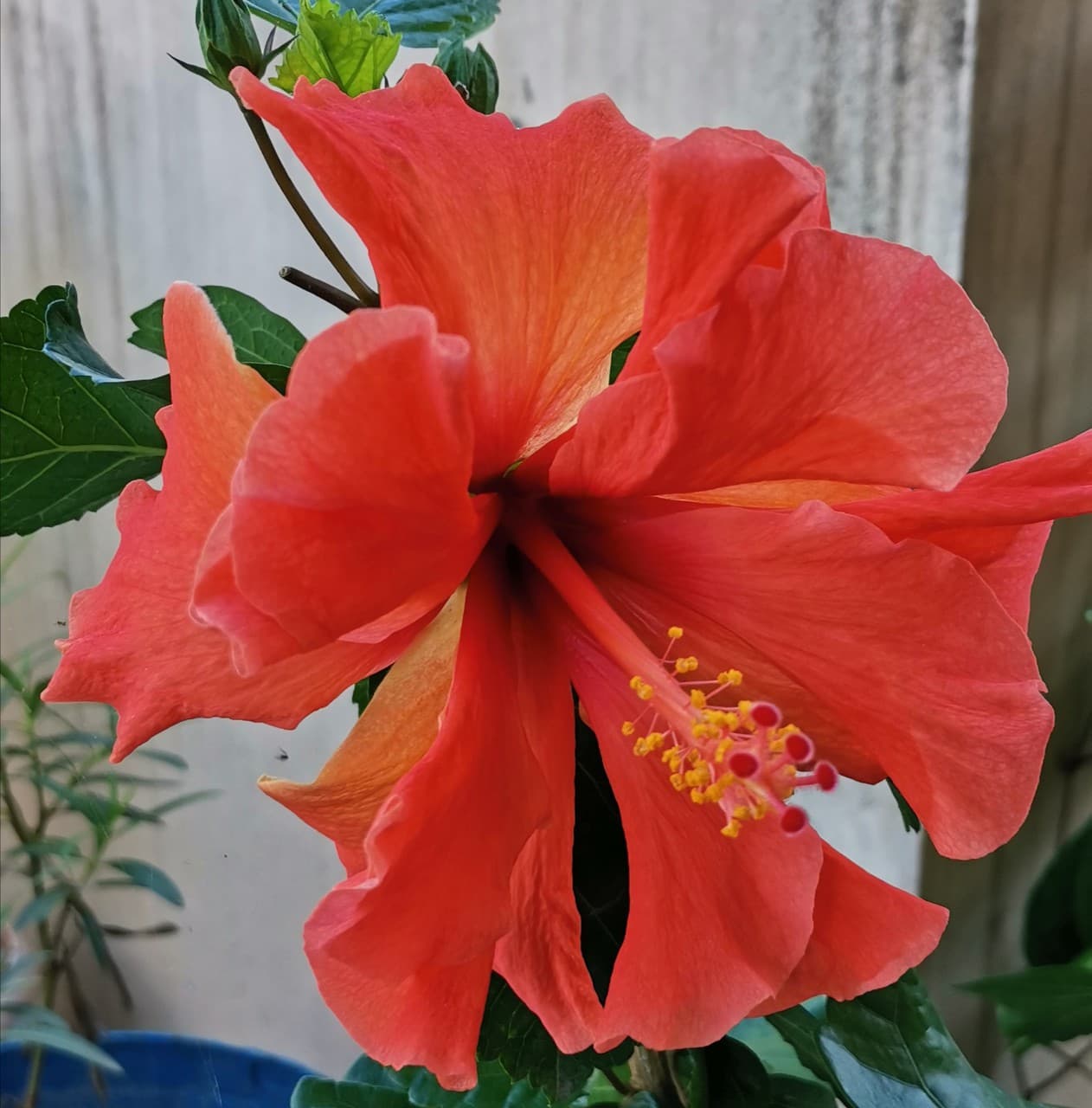 flower