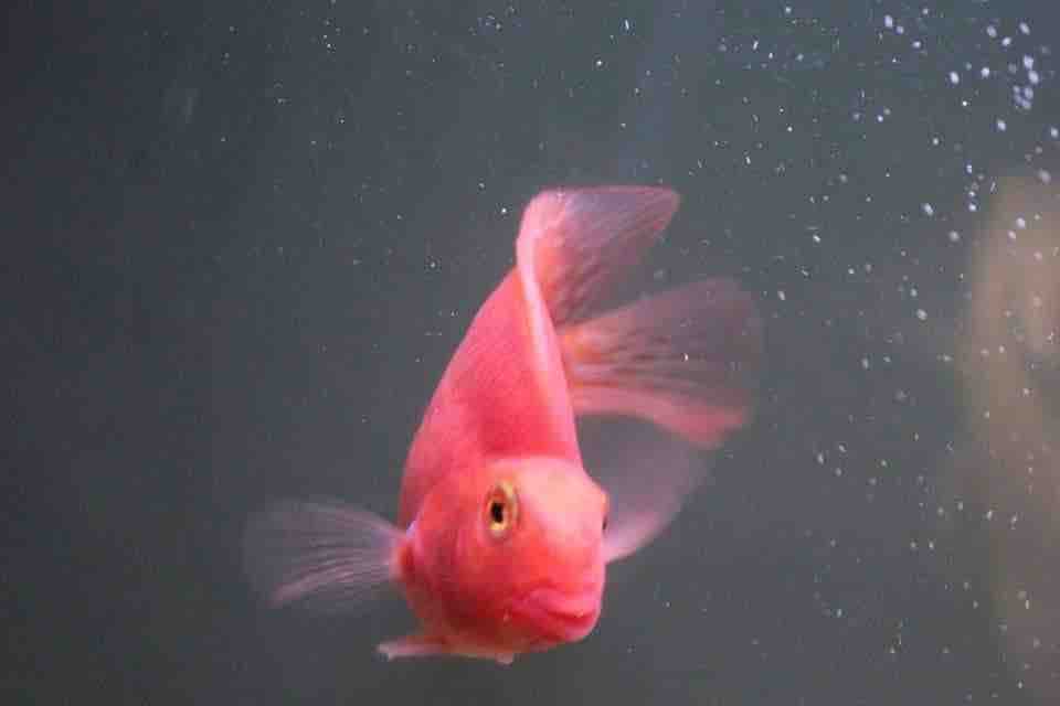 underwater