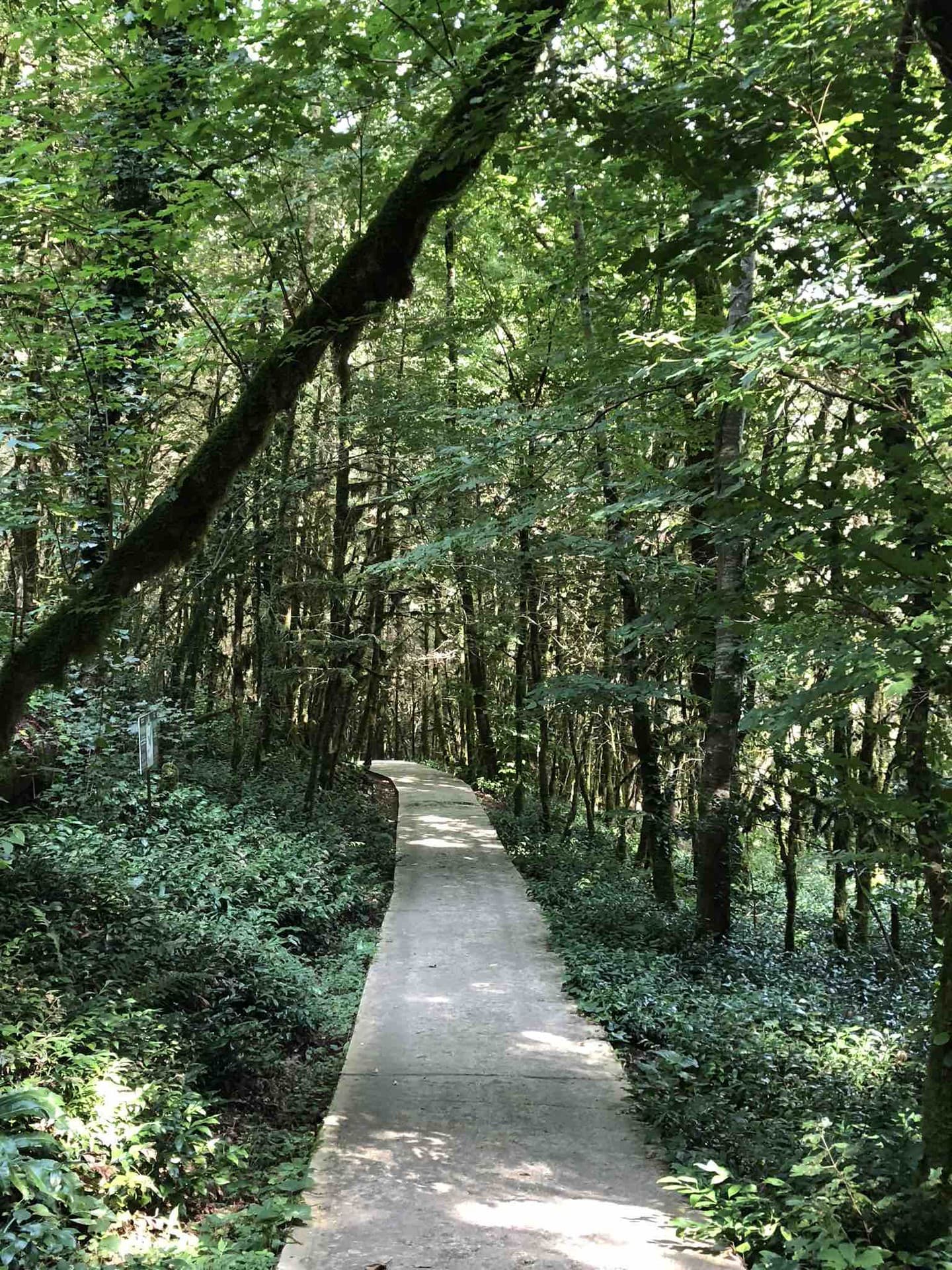 Path to the dense forest