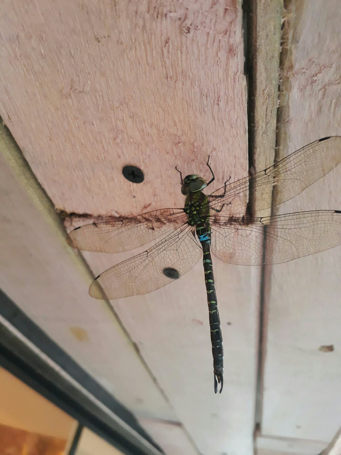 Dragon-fly :).