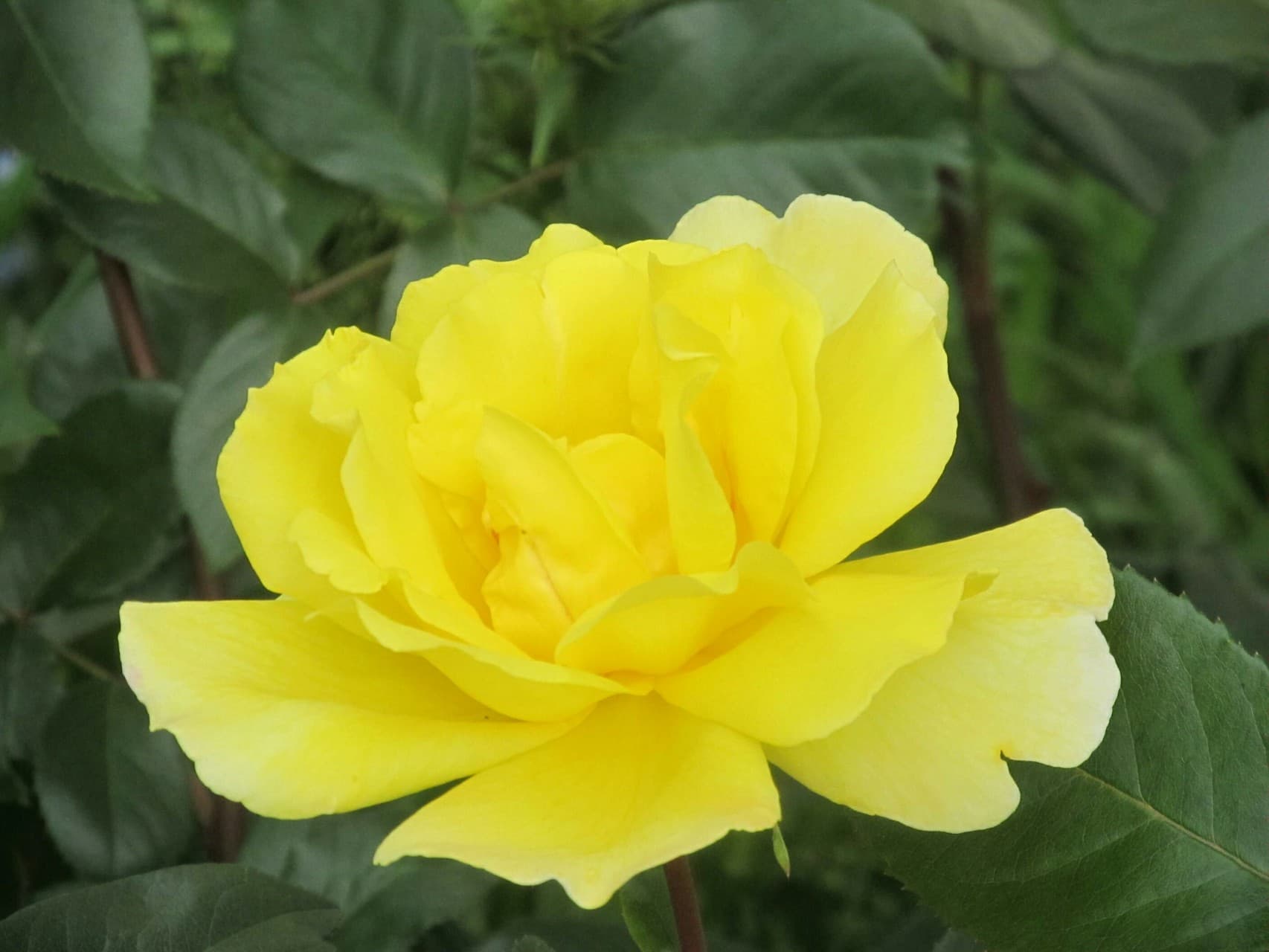 rose