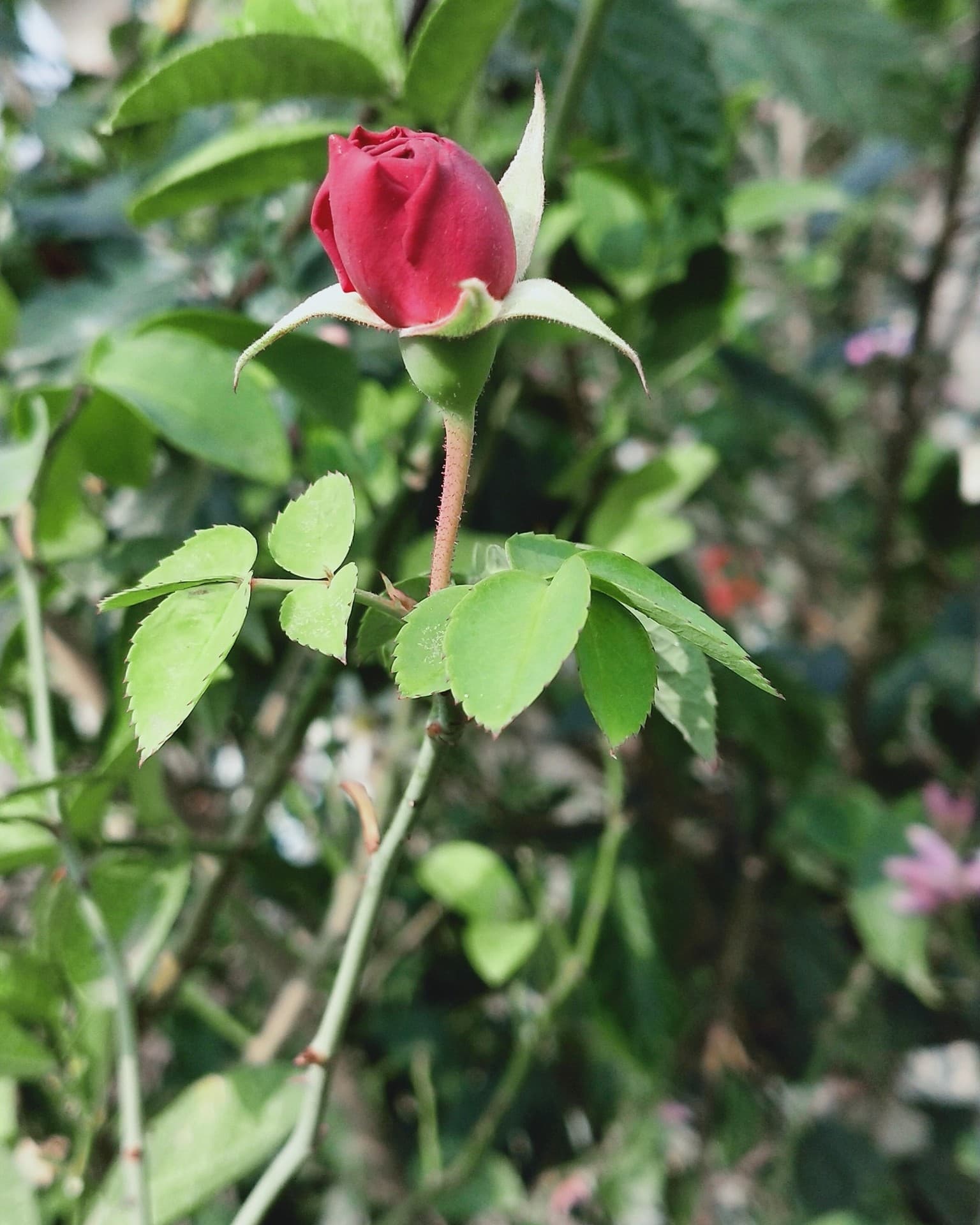 Flower by Sonu