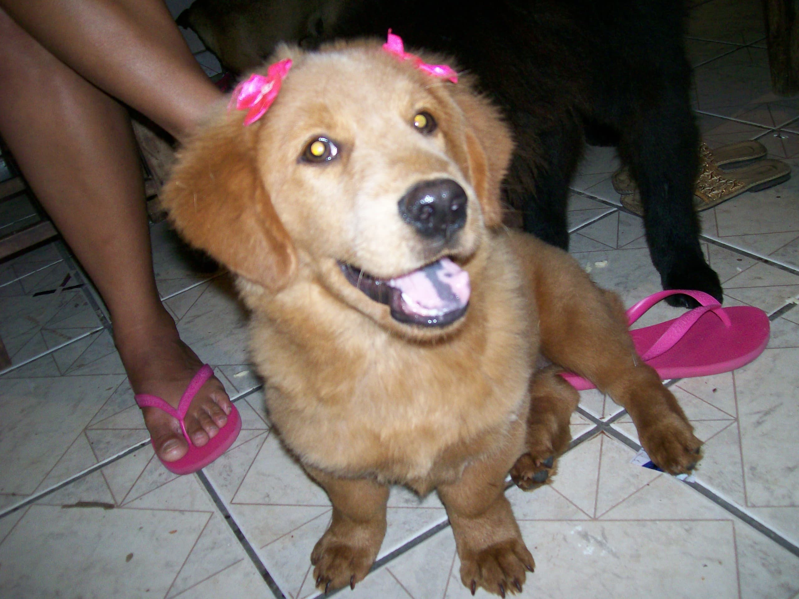 belinha