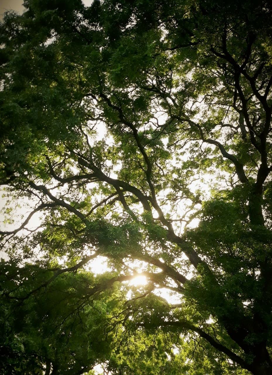 nature