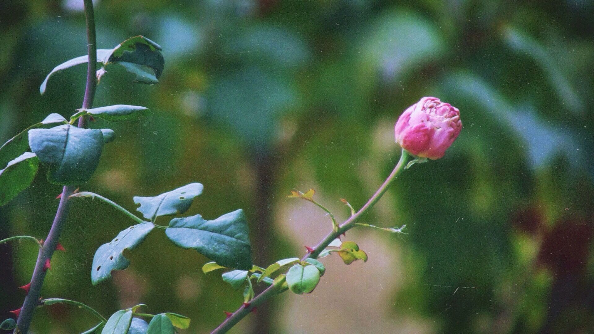 Twilight rose?