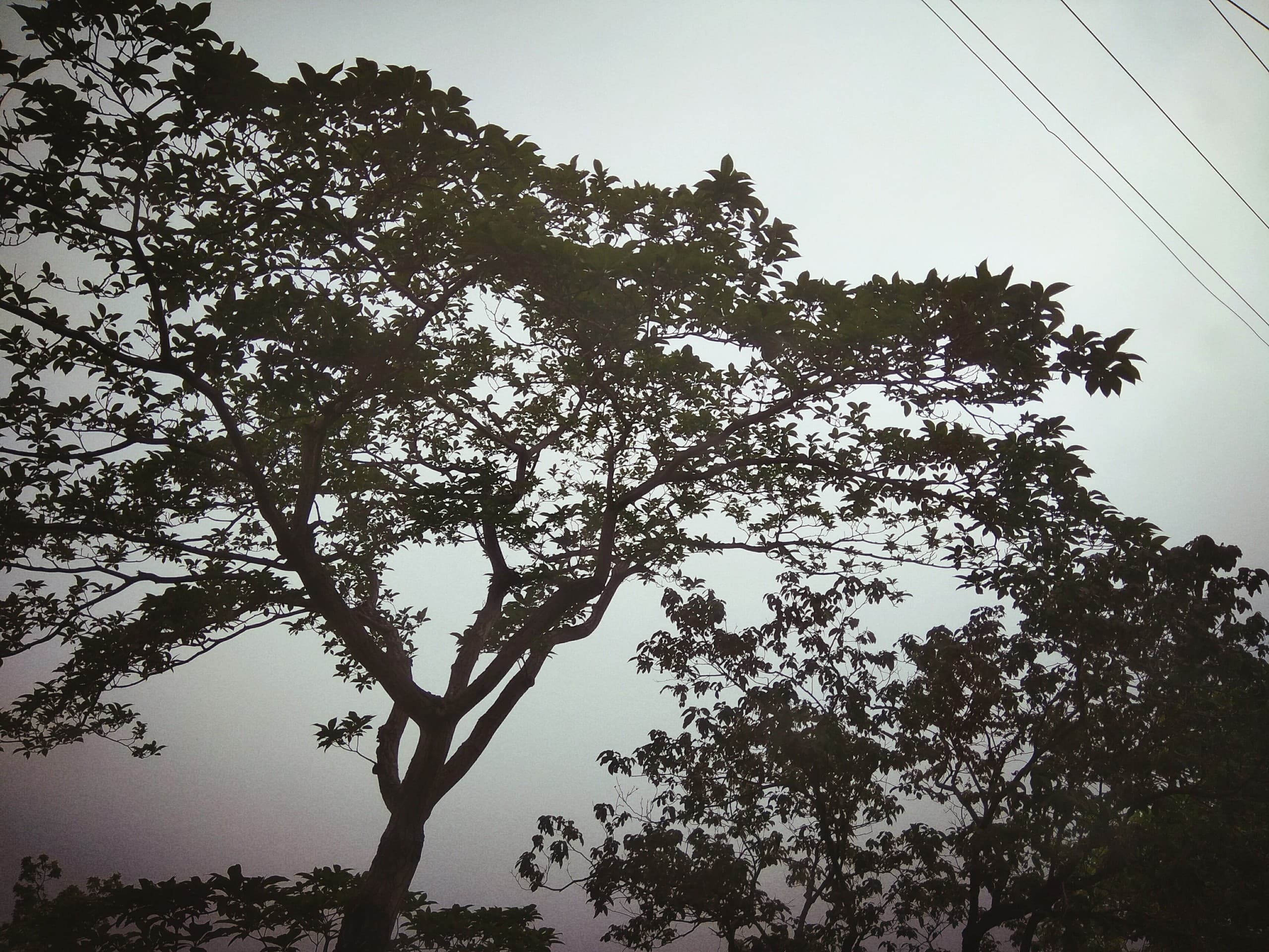 Tree beauty's.