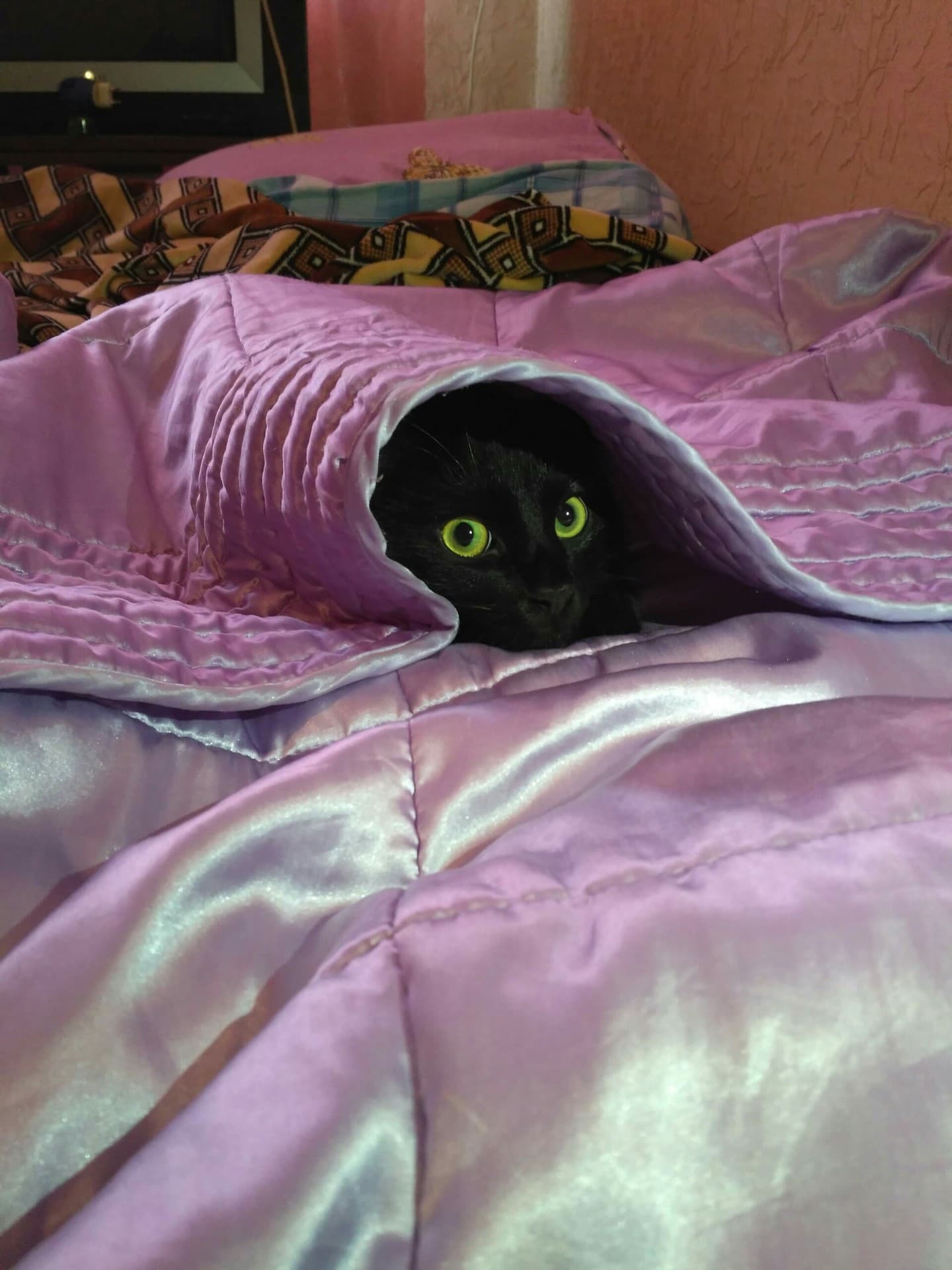 Кошачья шаурма