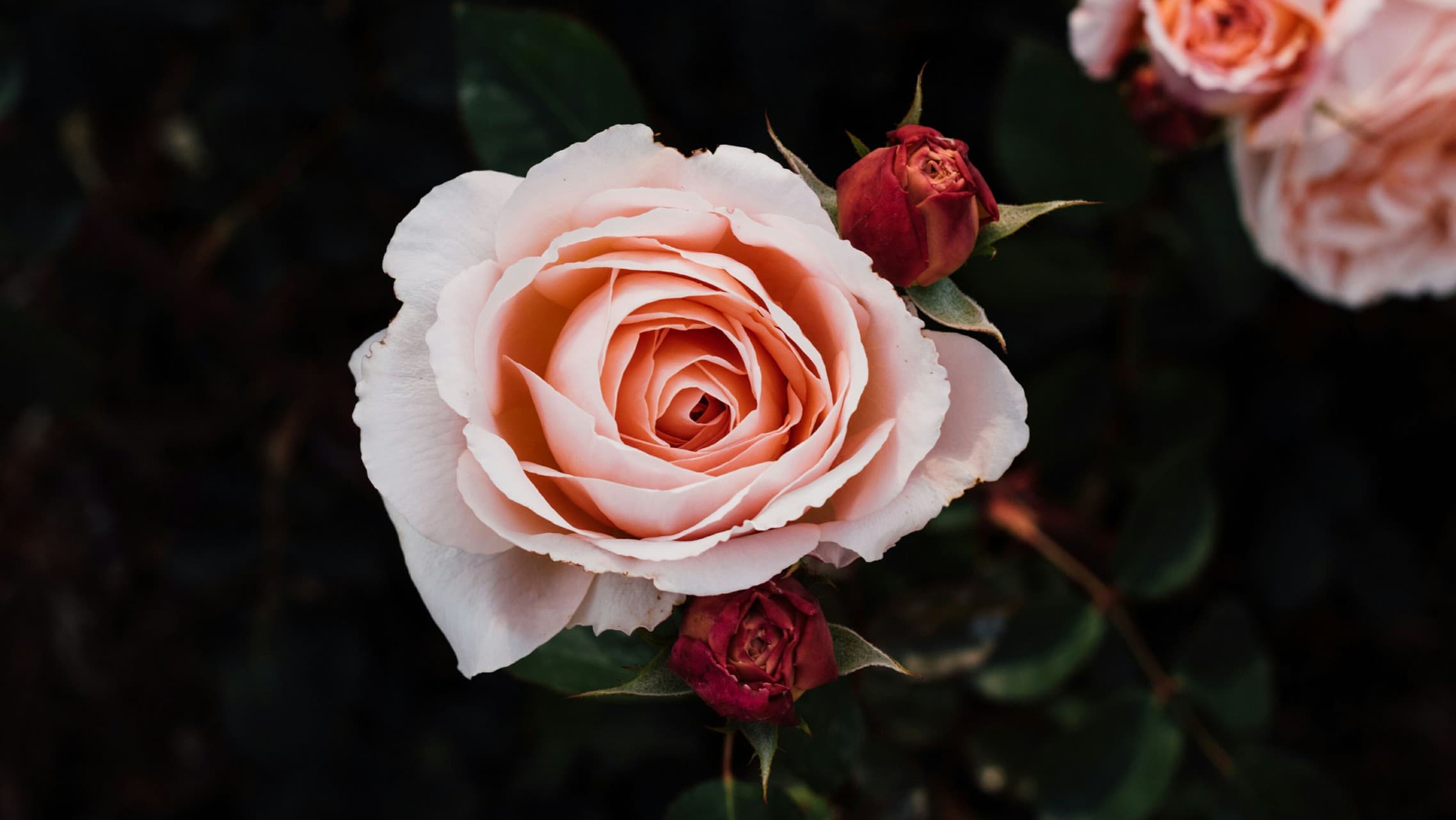 pich rose