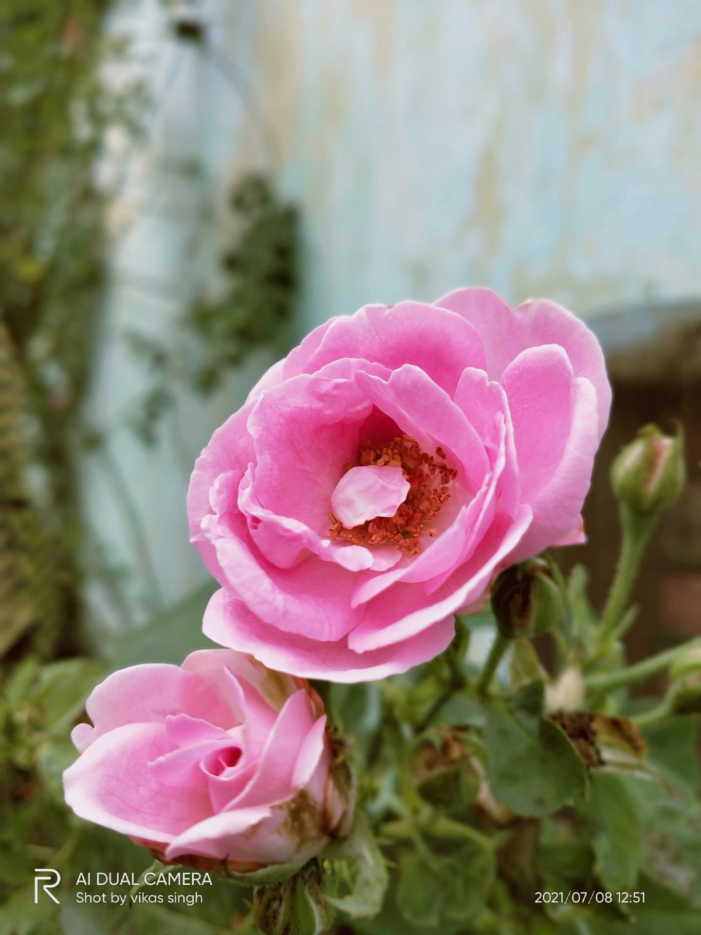 love rose