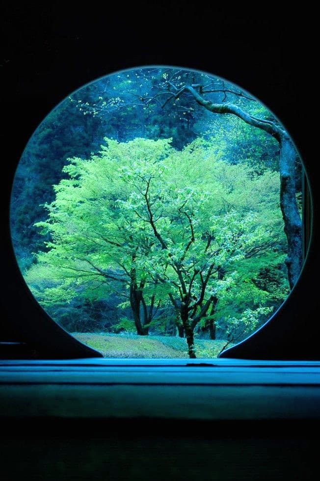 식물, 반사 배경화면