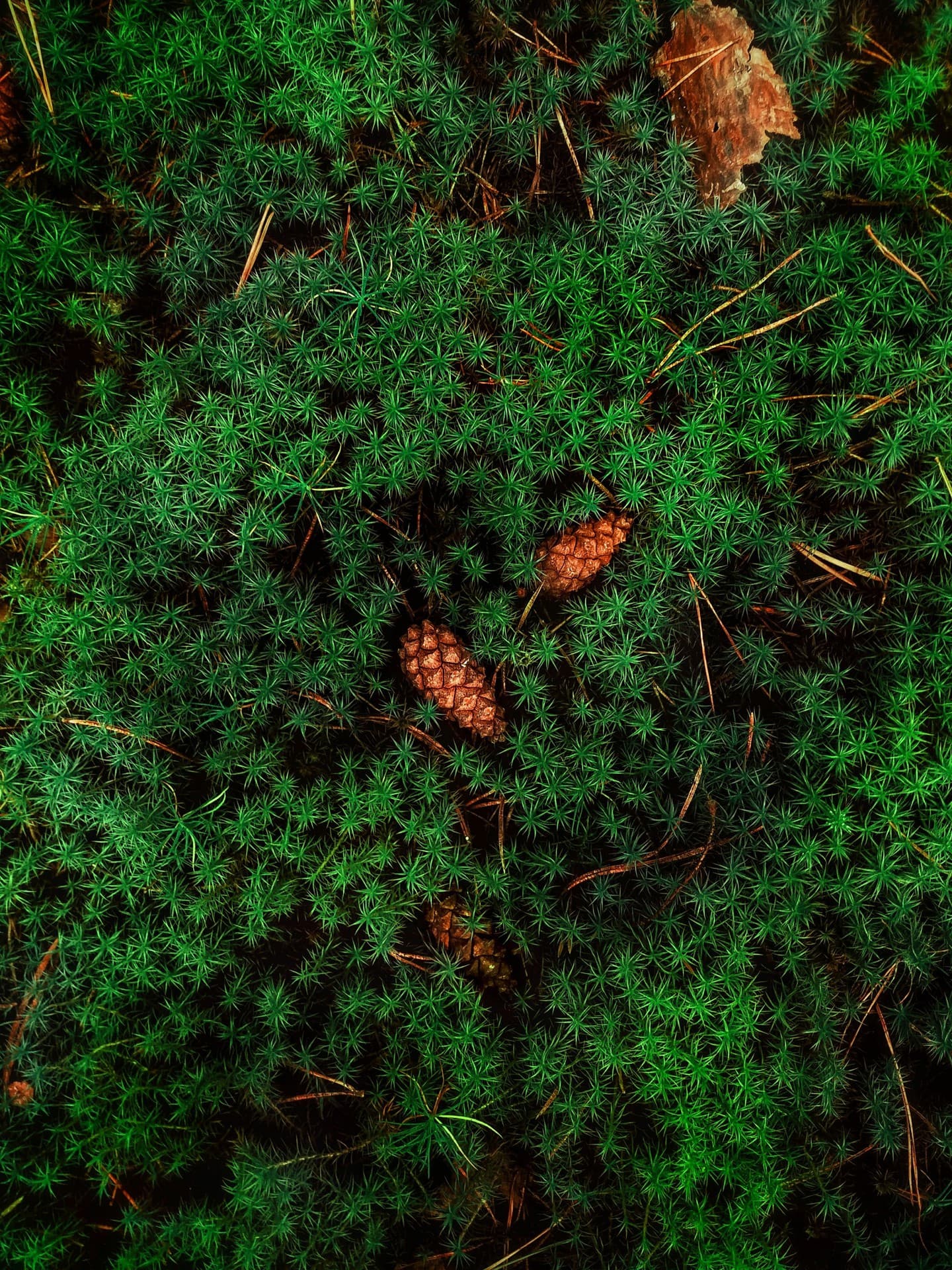 Cones