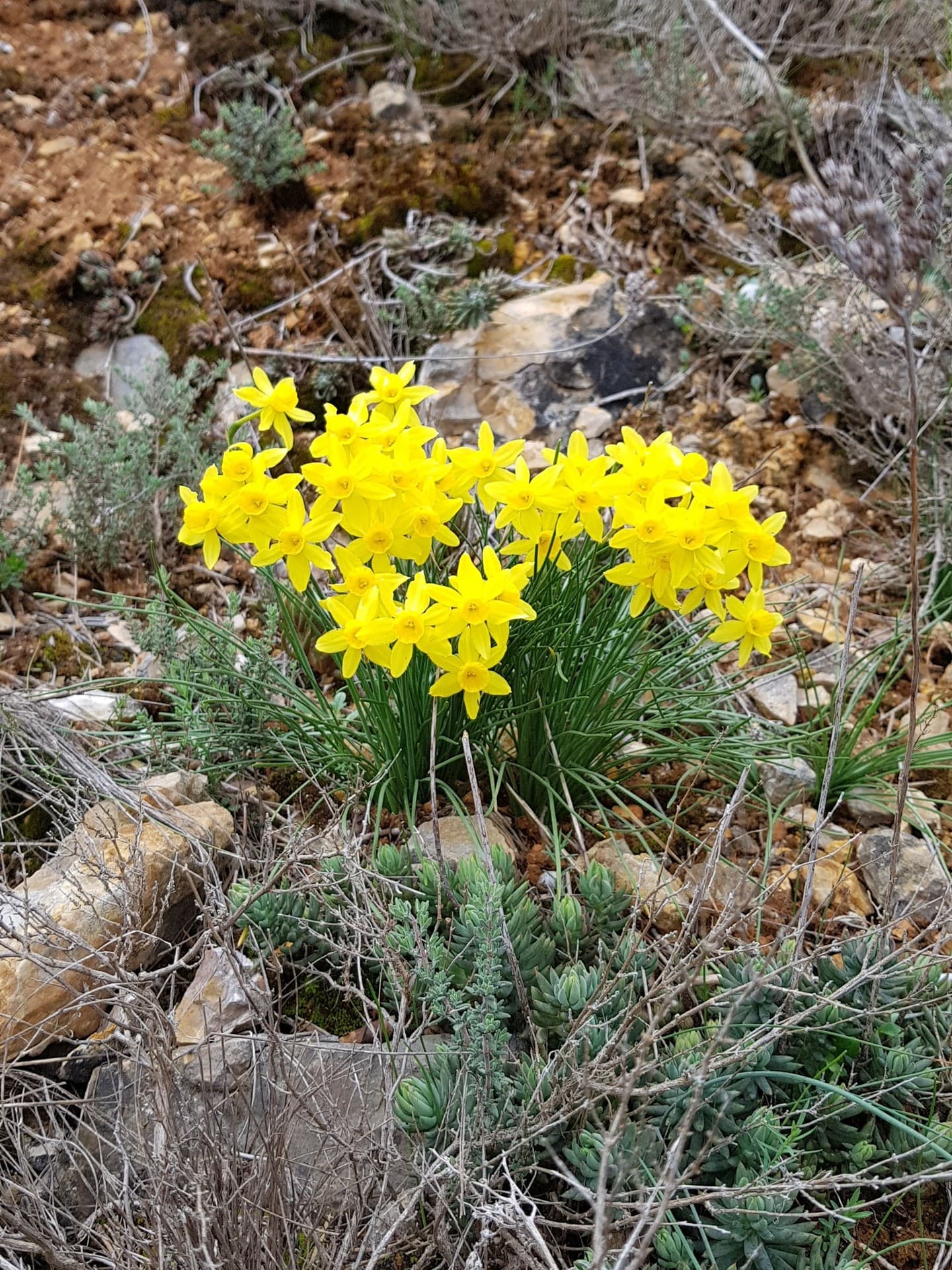 mini jonquilles sauvages