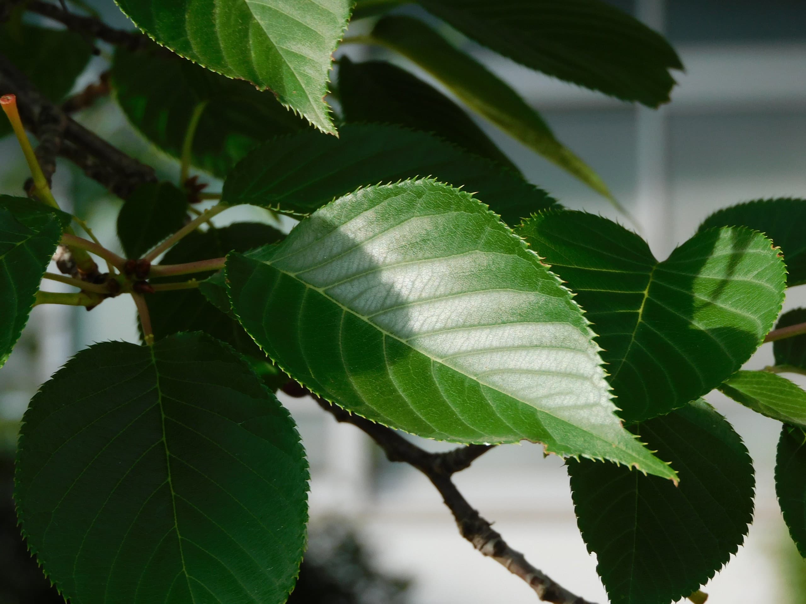 Leaves