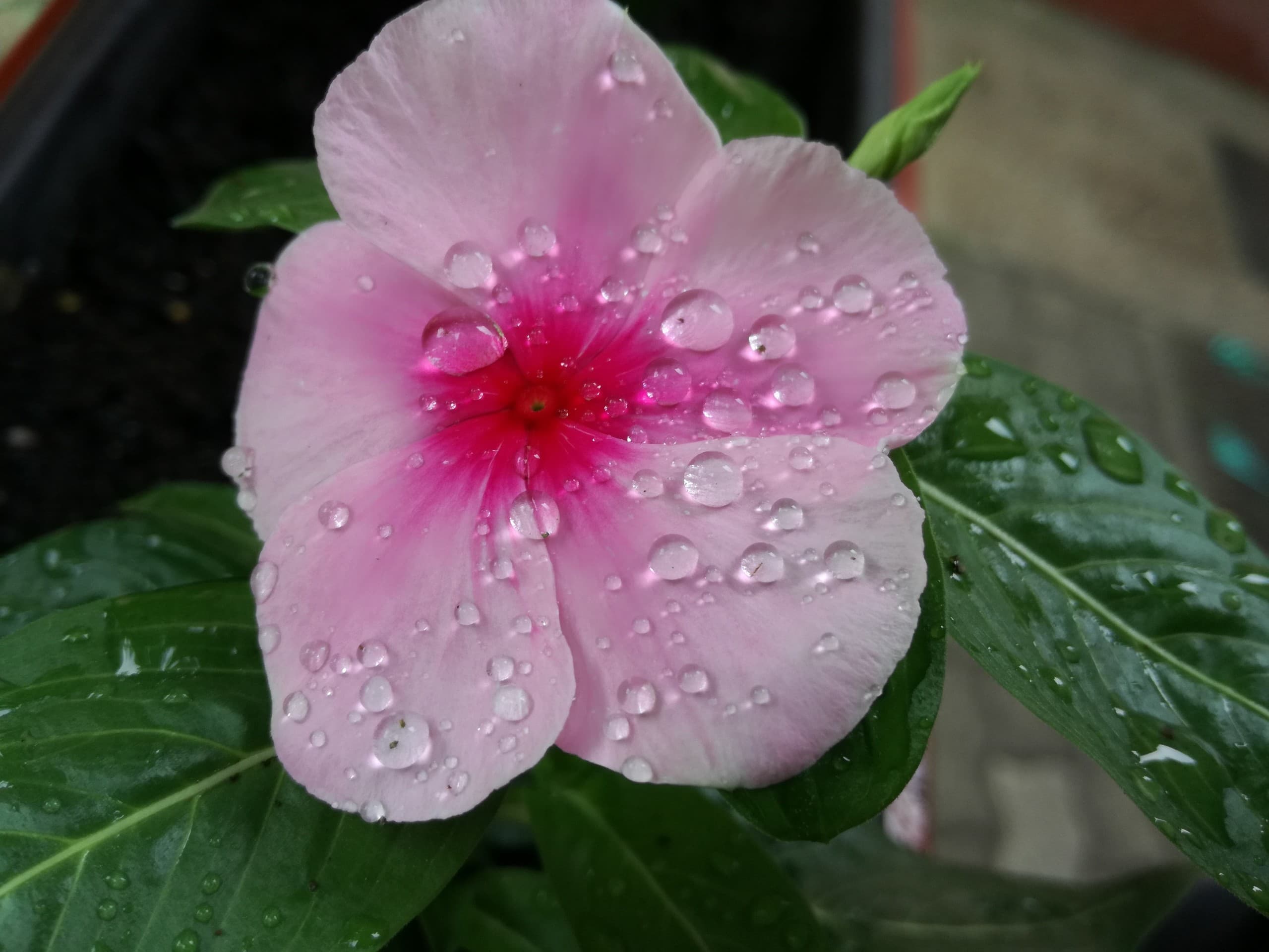 flower
