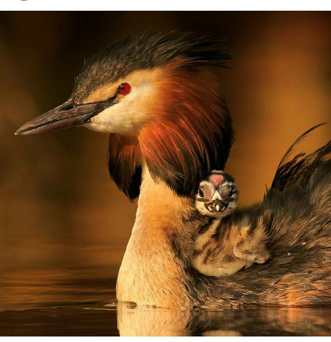 safe with mom