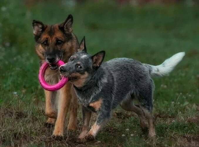 spielen
