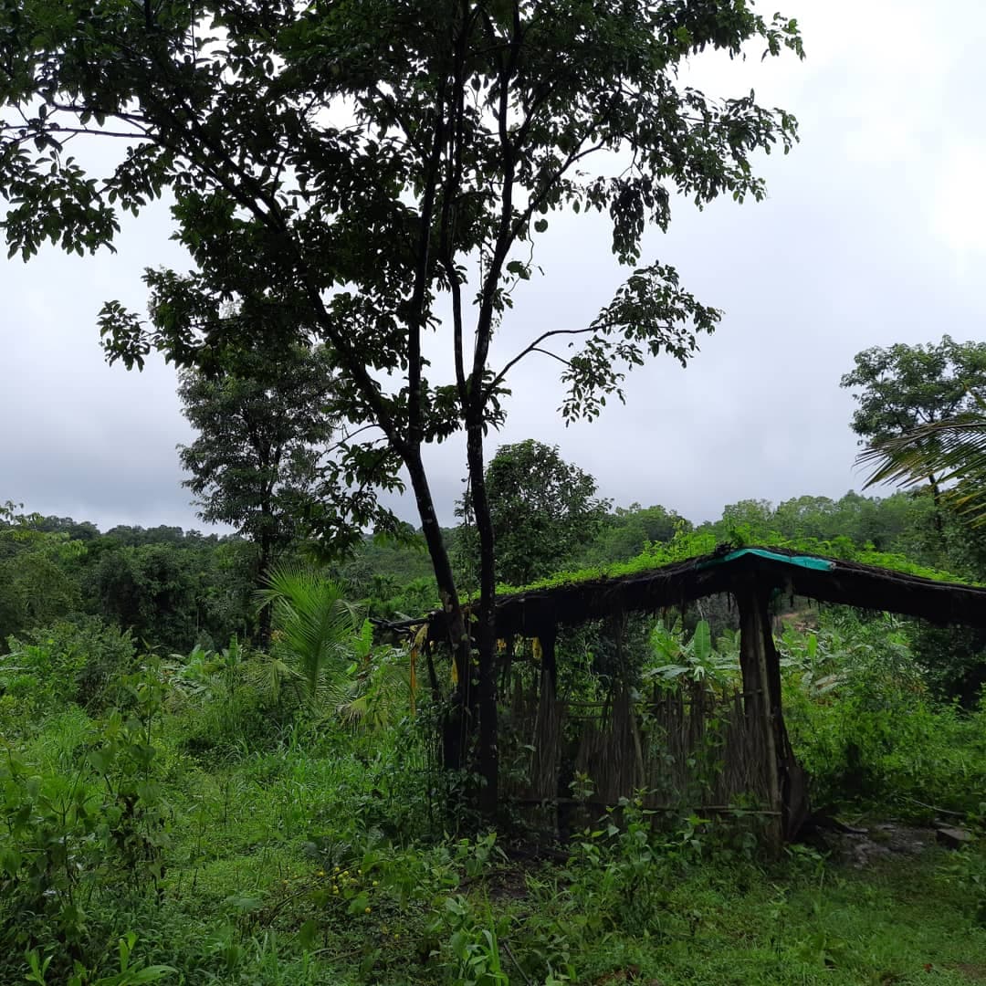 Shed House