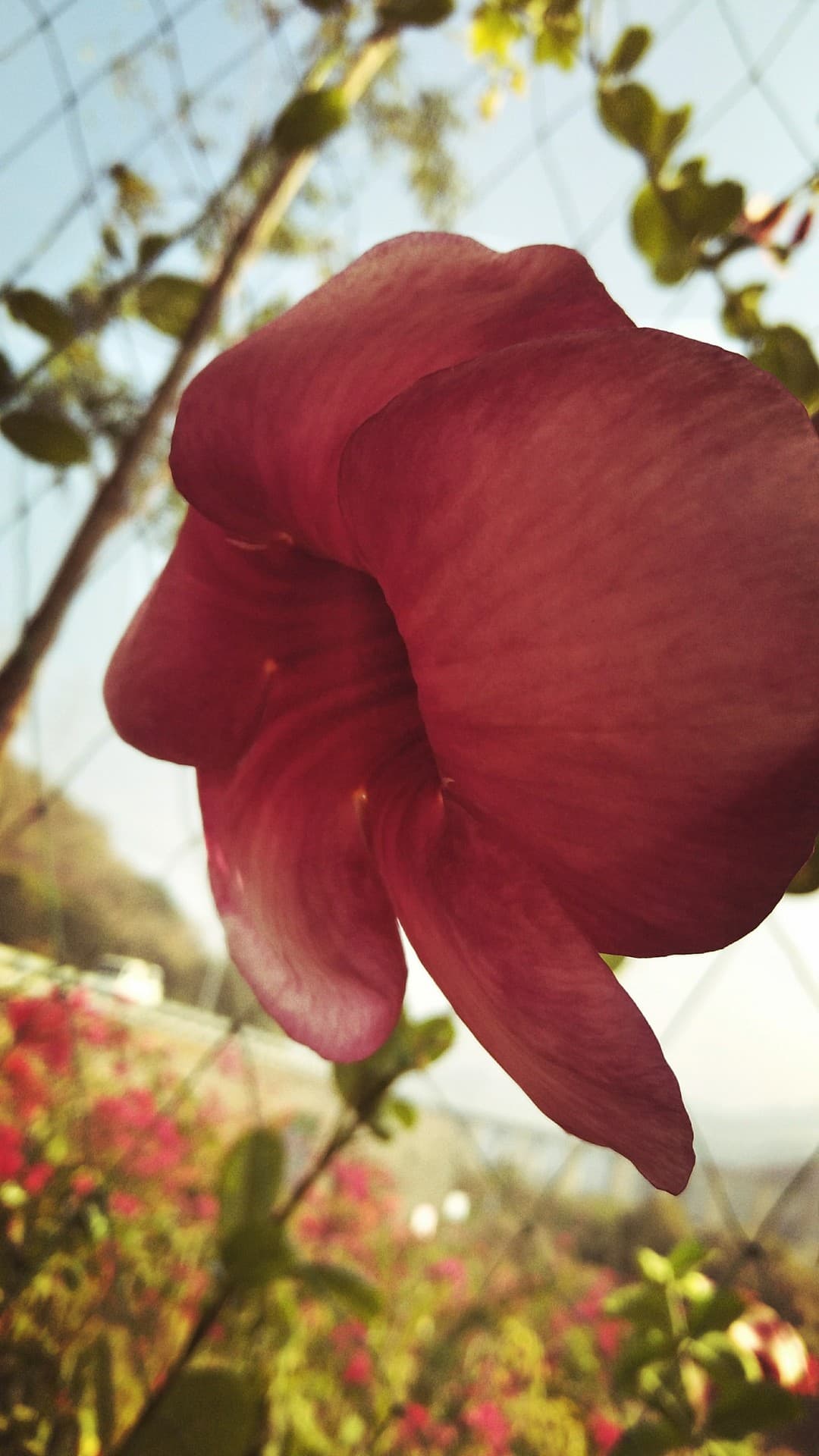 flower valley