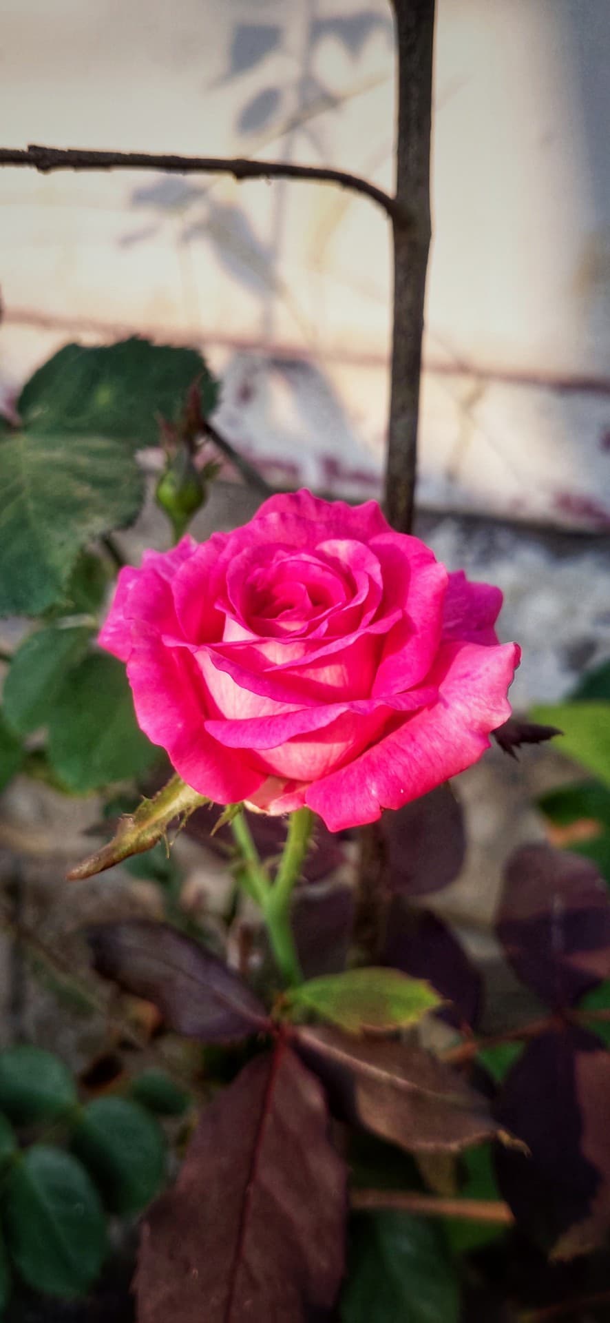 rose
