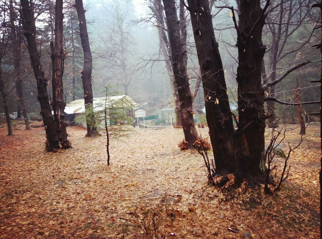 woods