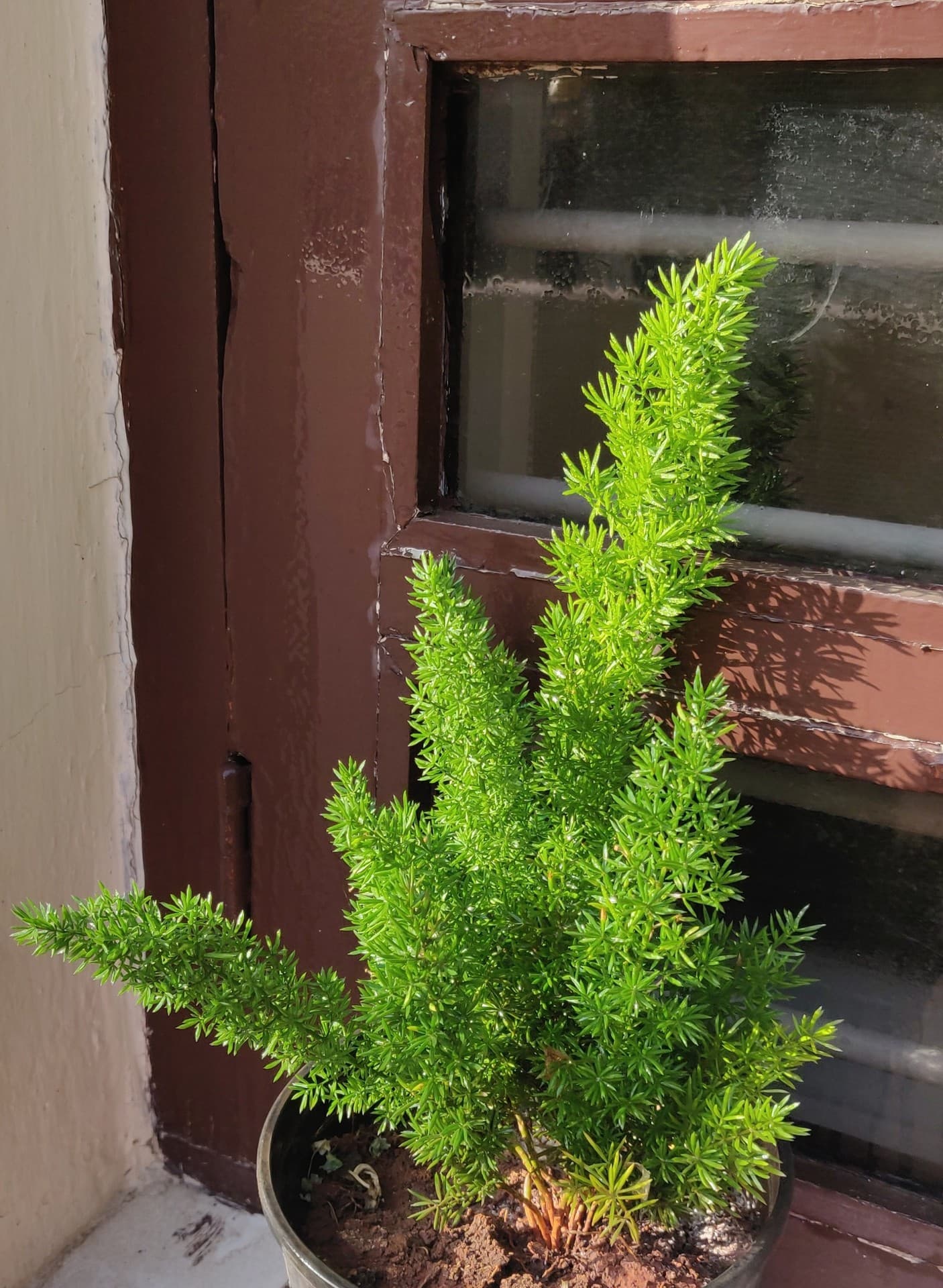 green plant