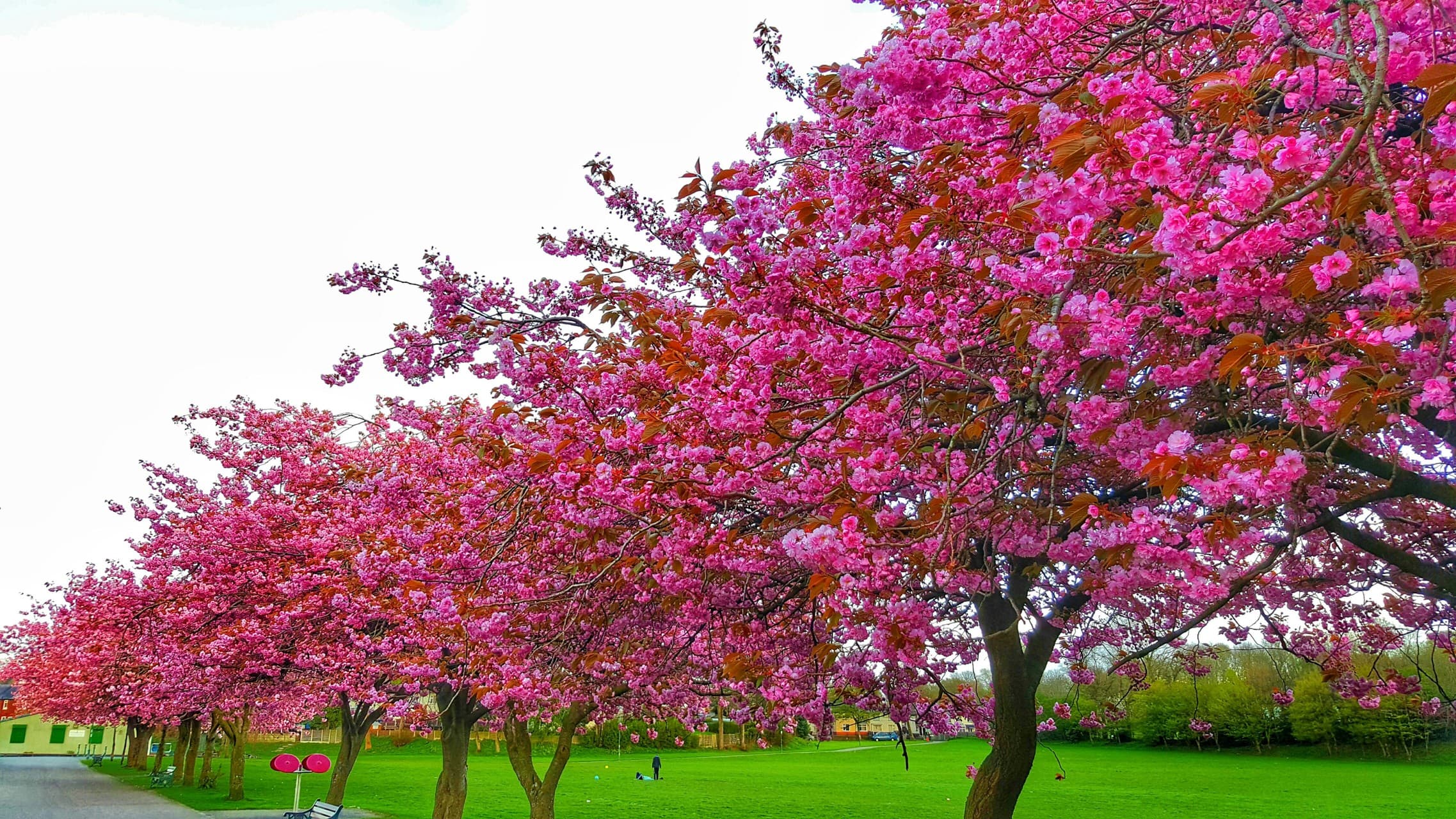 Spring is blossoming - Prestwich, Manchester, UK