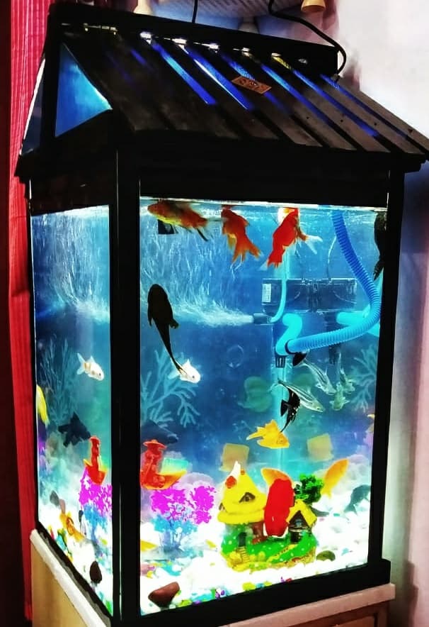 aquarium design