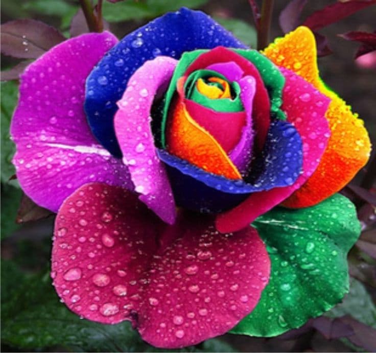flores de colores # exóticas