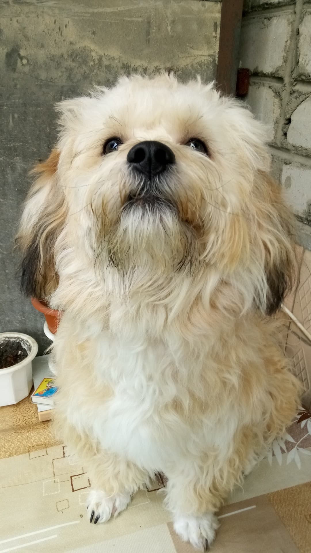 Юма ♥