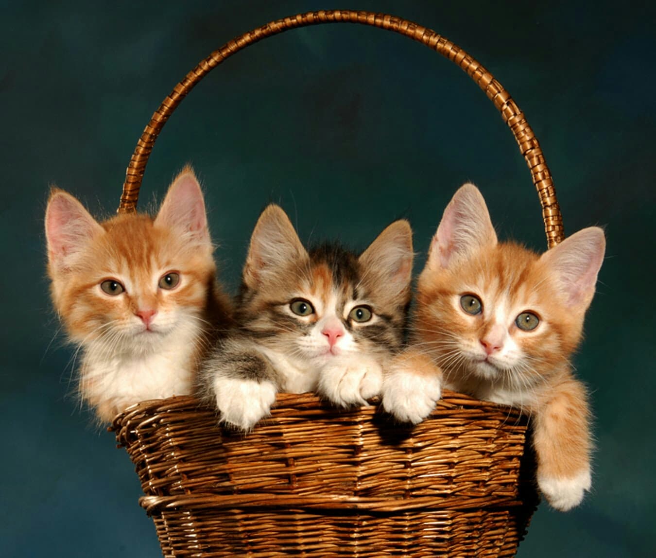 котики