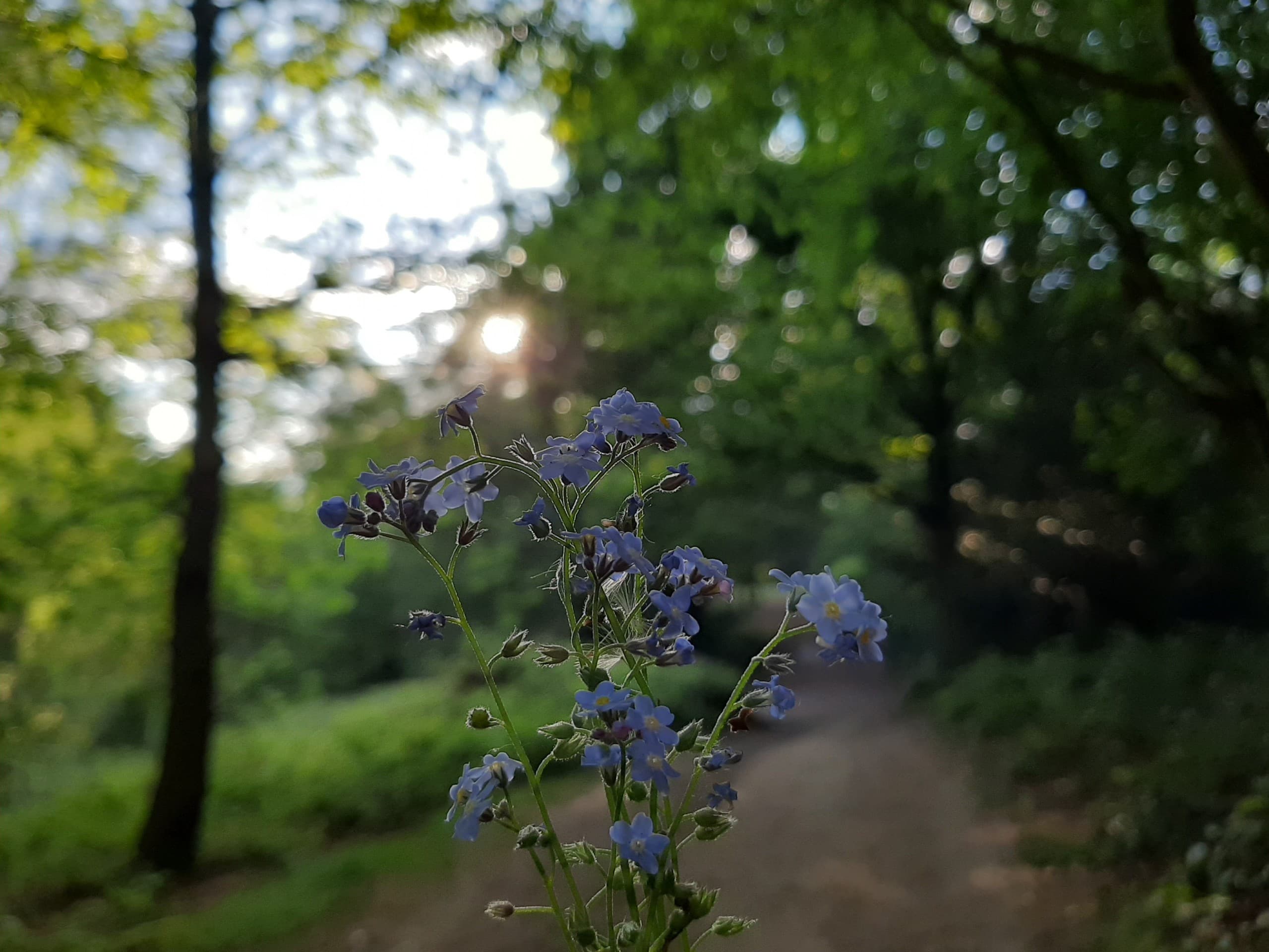 Hampstead Park London