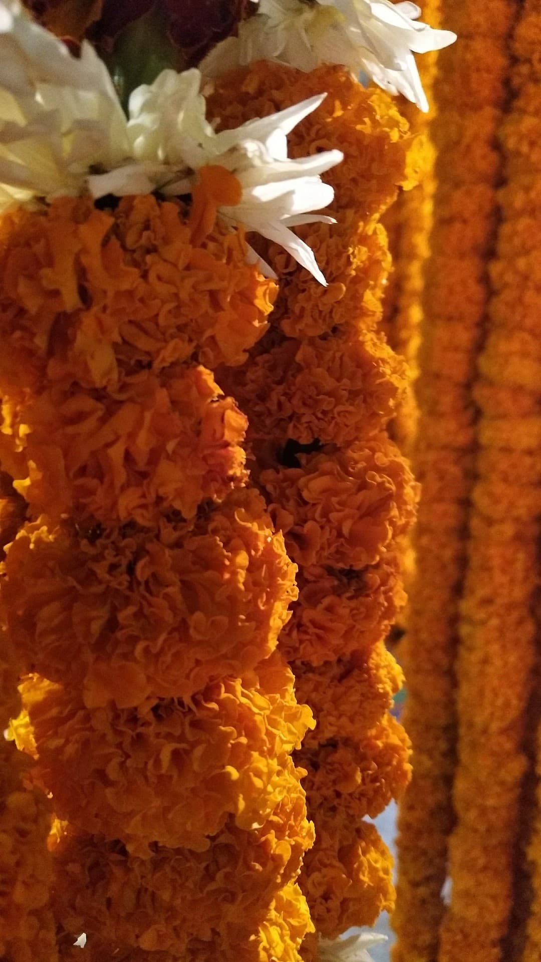 marigolds