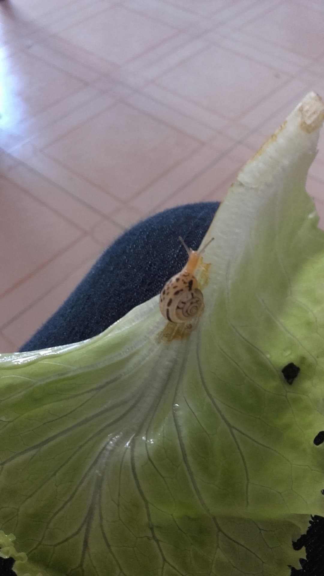 Salad and snail