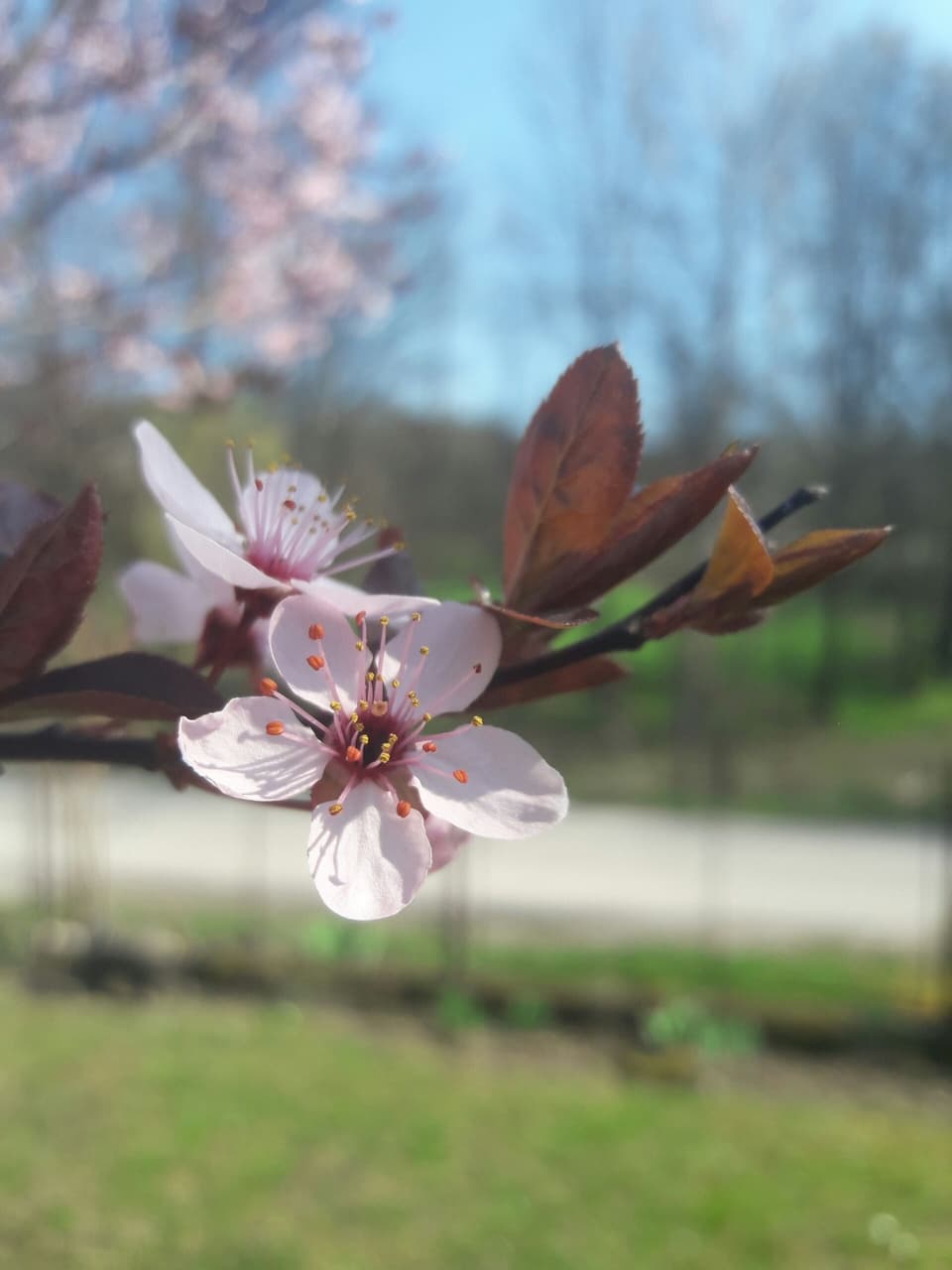 SpringTime