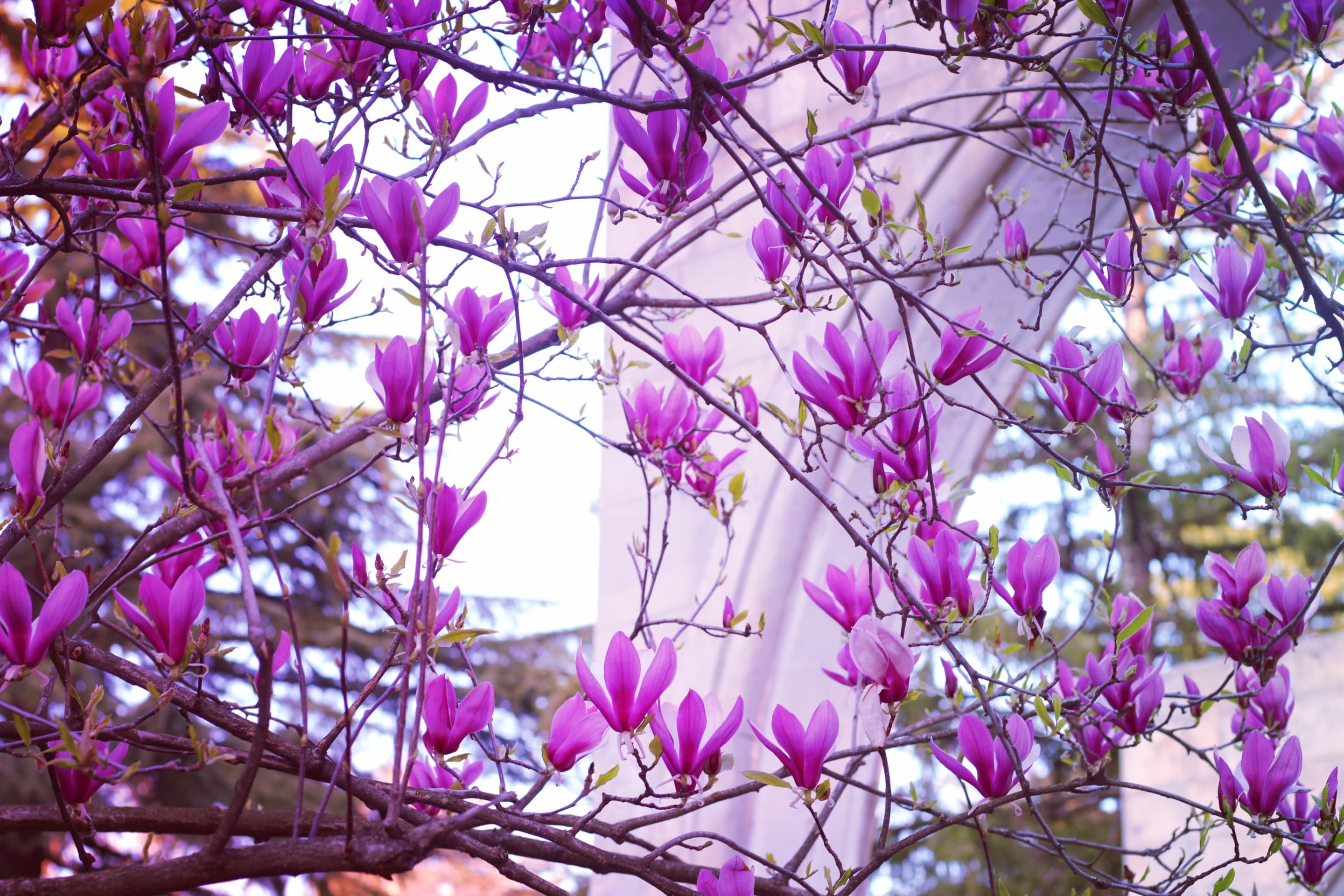 spring has come