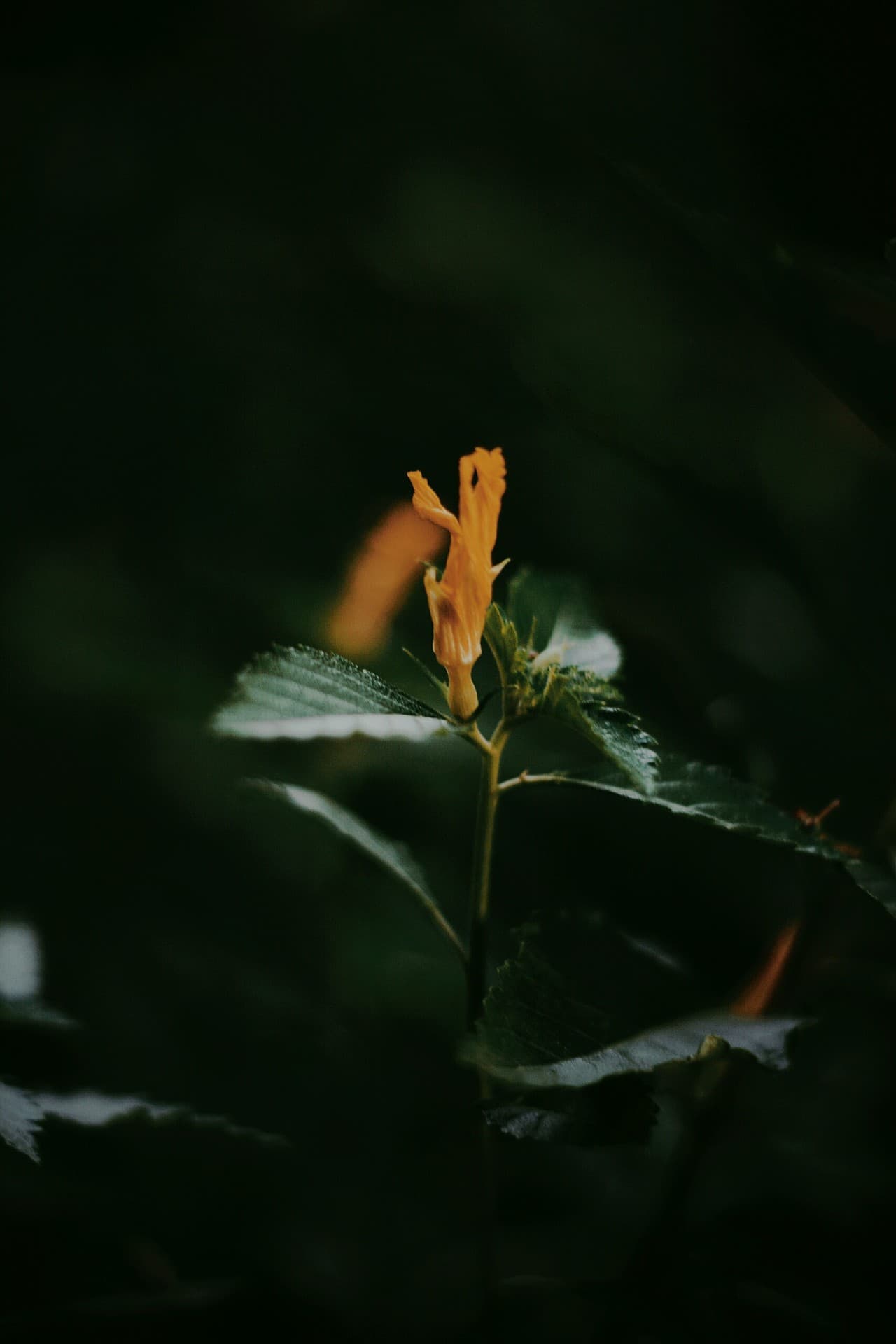 hope