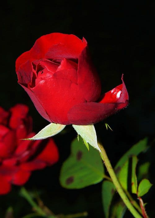 rose