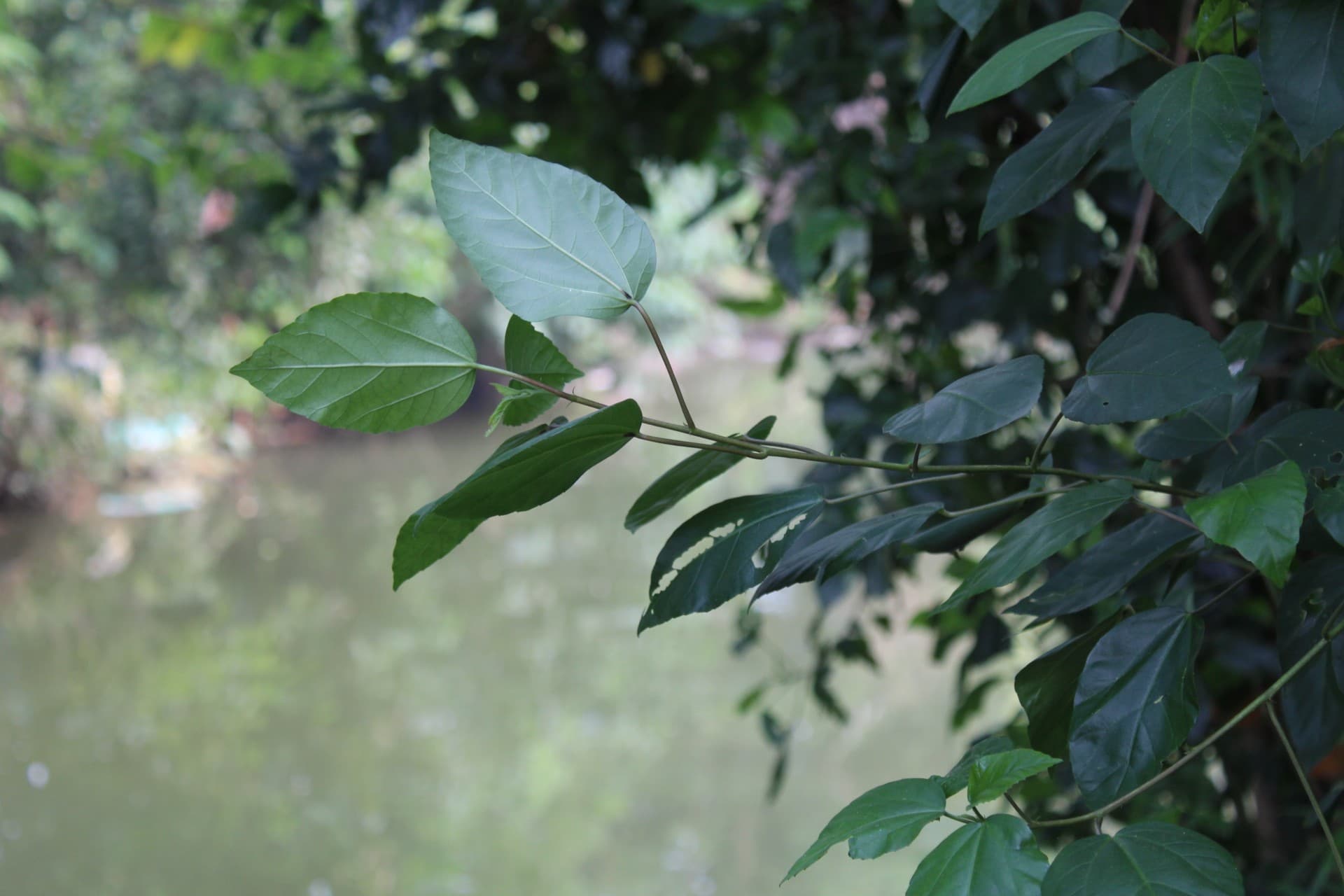 nature