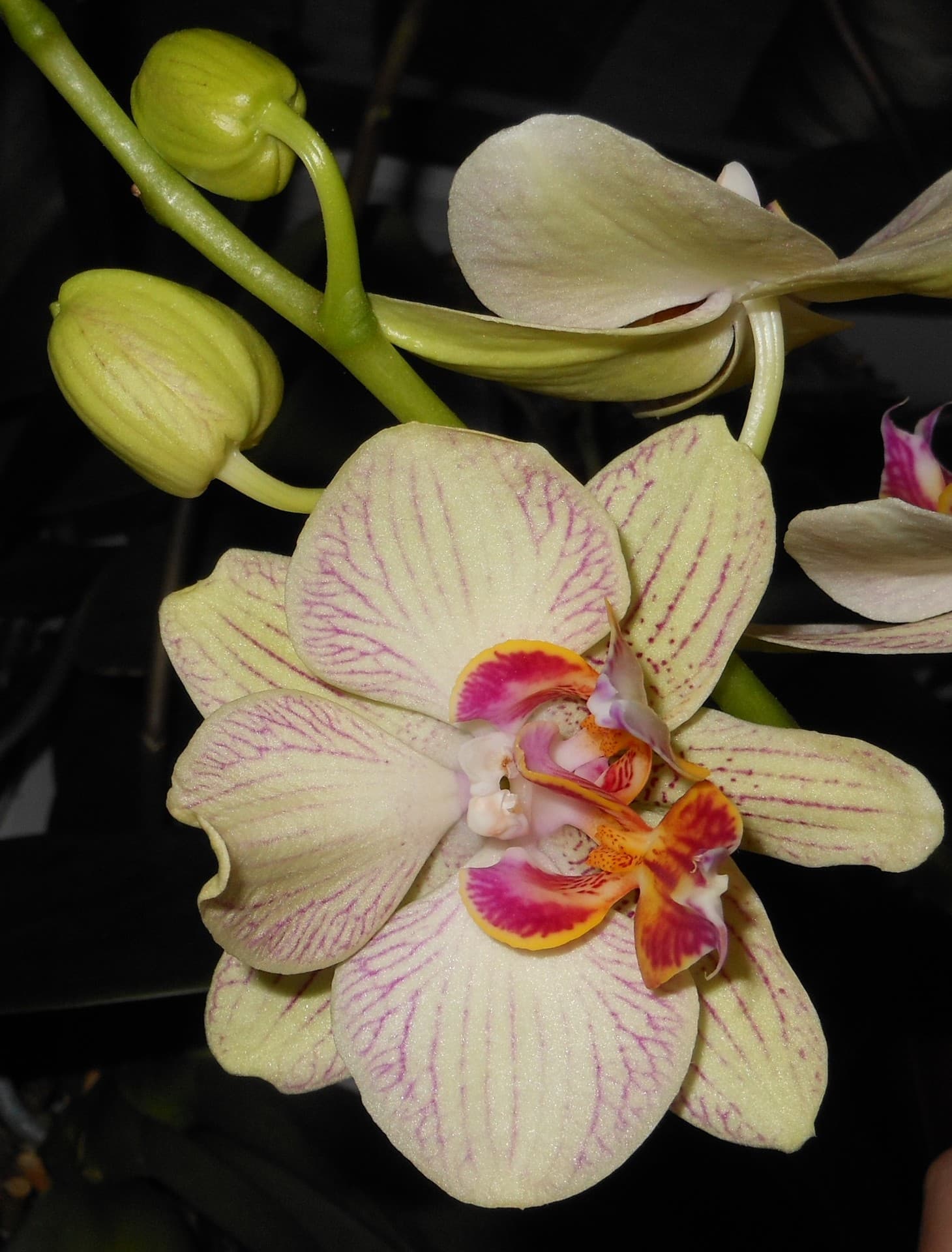 orchid mutant