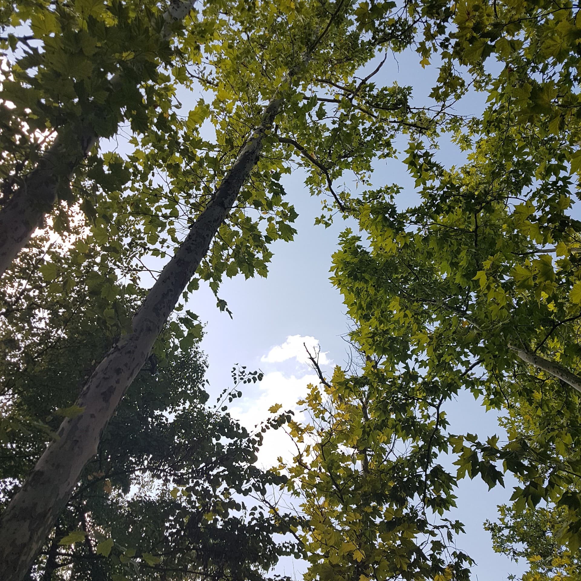 sky