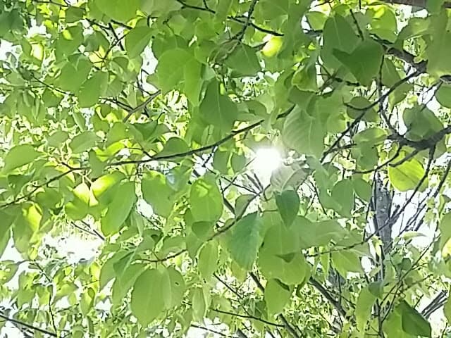 桜の葉